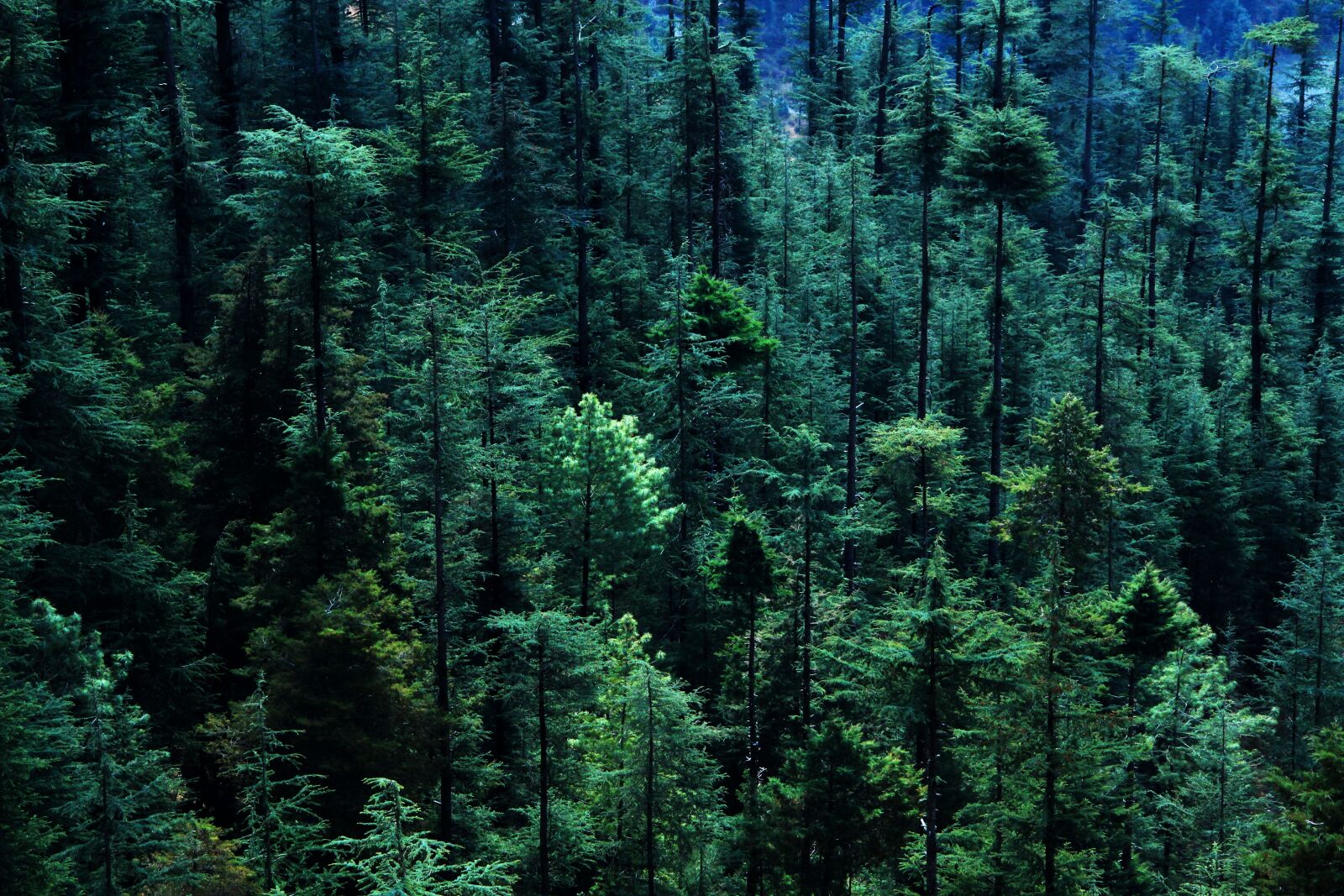 Canon EOS 600D (Rebel EOS T3i / EOS Kiss X5) sample photo. Forest, tree, pine tree photography