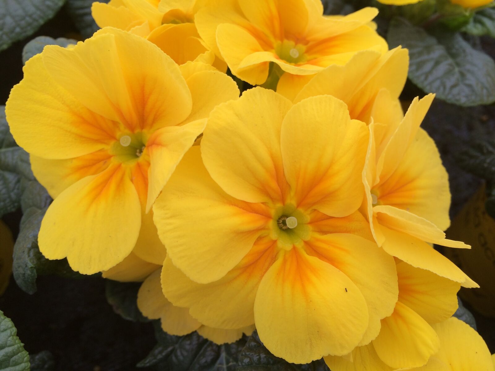 iPhone 5s back camera 4.15mm f/2.2 sample photo. Primrose, yellow, flower photography