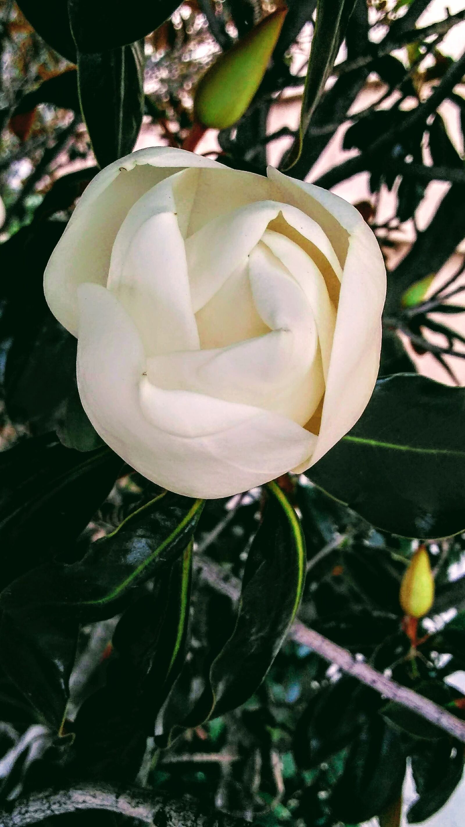 Motorola Moto G Play sample photo. Flower, white flower, tree photography