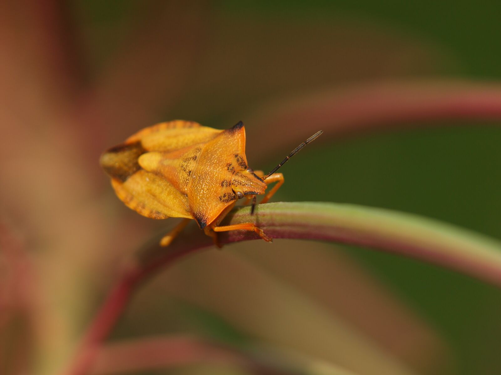 Olympus E-420 (EVOLT E-420) sample photo. Bug, insect, macro photography