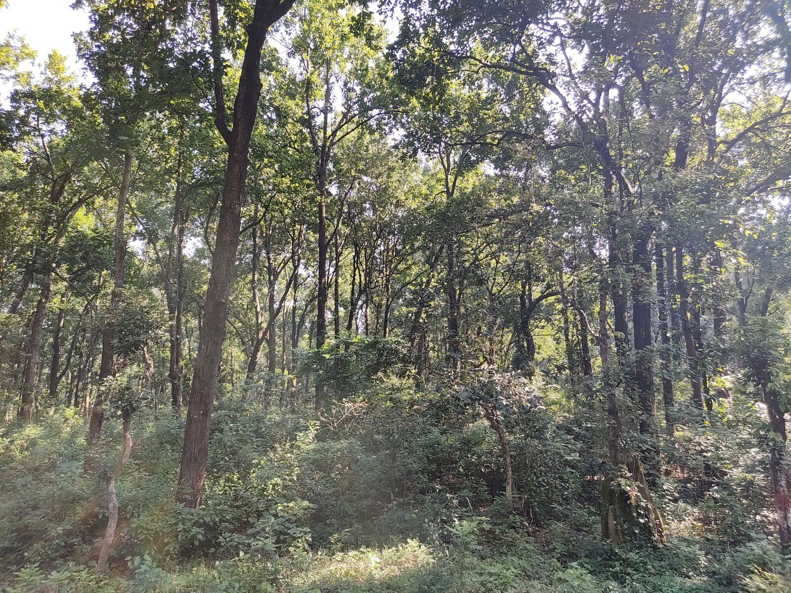 Xiaomi Redmi Note 7 Pro sample photo. Jungle, nature, forest photography
