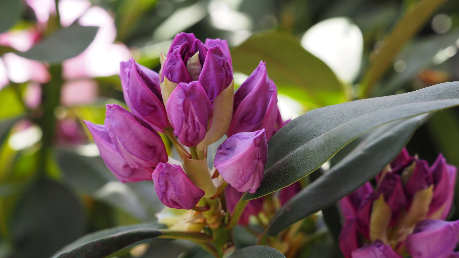 Olympus M.Zuiko Digital ED 40-150mm F2.8 Pro sample photo. Bud, rhododendron, flower photography