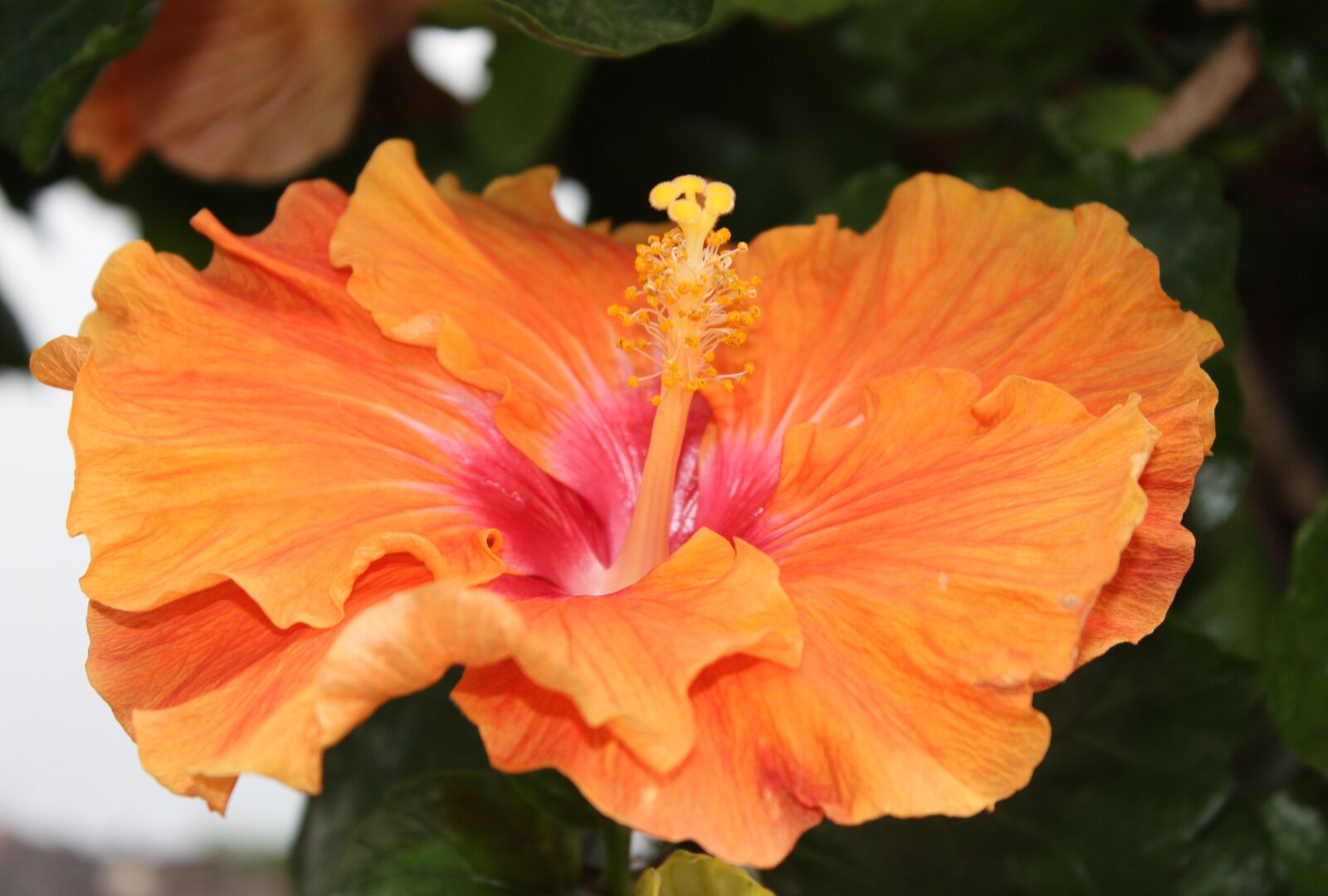 Canon EOS 650D (EOS Rebel T4i / EOS Kiss X6i) sample photo. Hibiscus, hibiscus flower, orange photography