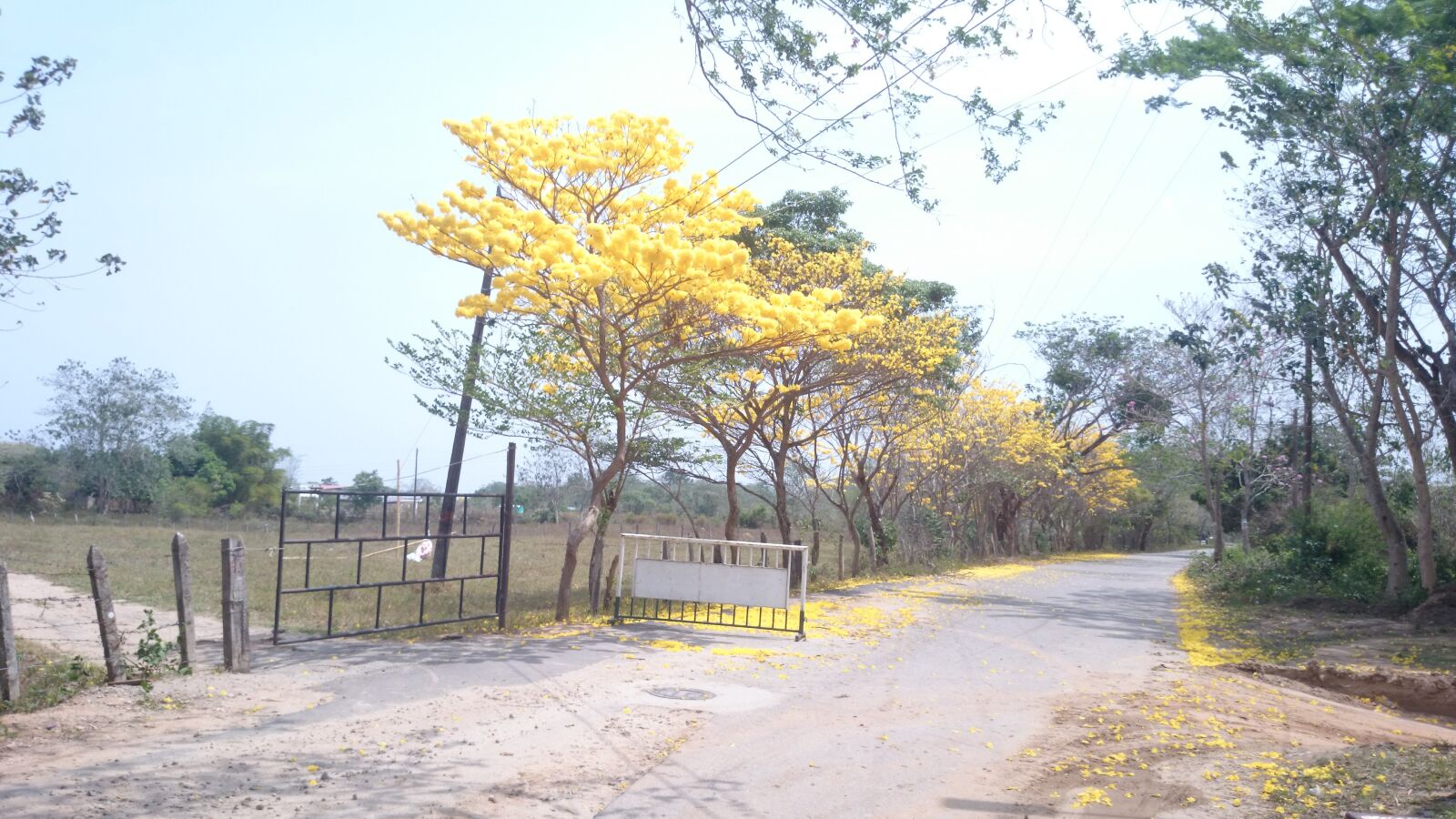 Sony Xperia Z1 sample photo. Tree, flower, yellow photography