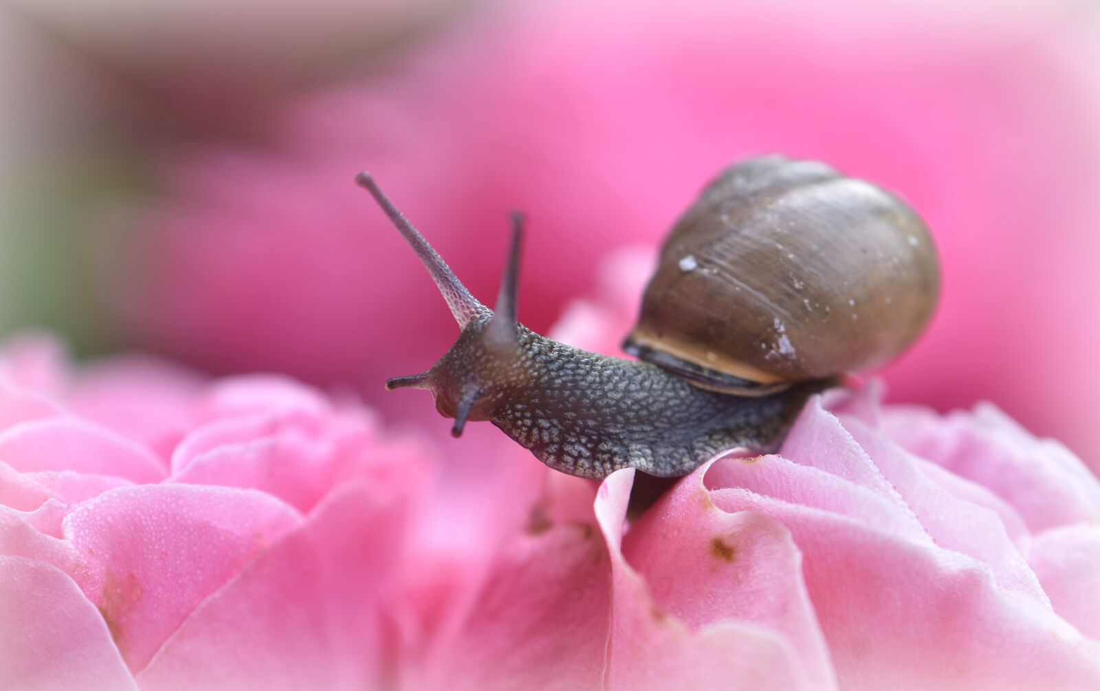 Nikon D5600 sample photo. Snail, crawl, mollusk photography