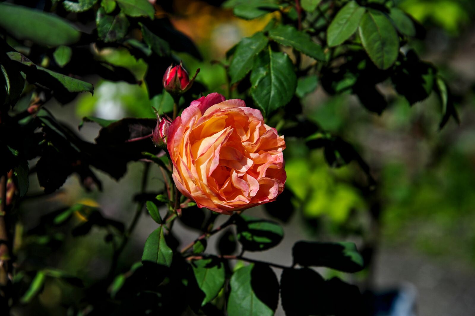 Nikon D700 sample photo. Rose, garden, rose bloom photography