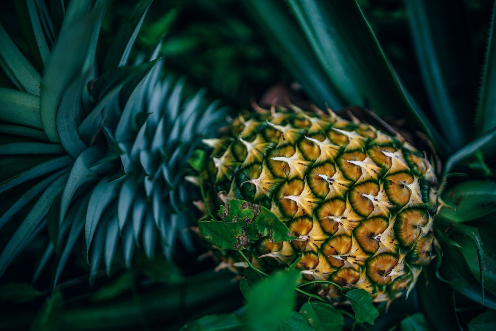 Sony a7 II sample photo. Agriculture, cultivation, exotic photography