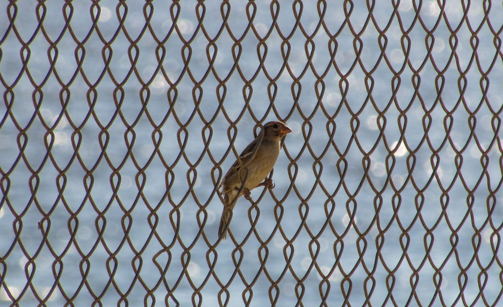 Canon PowerShot SX400 IS sample photo. Bird, fence, freedom photography