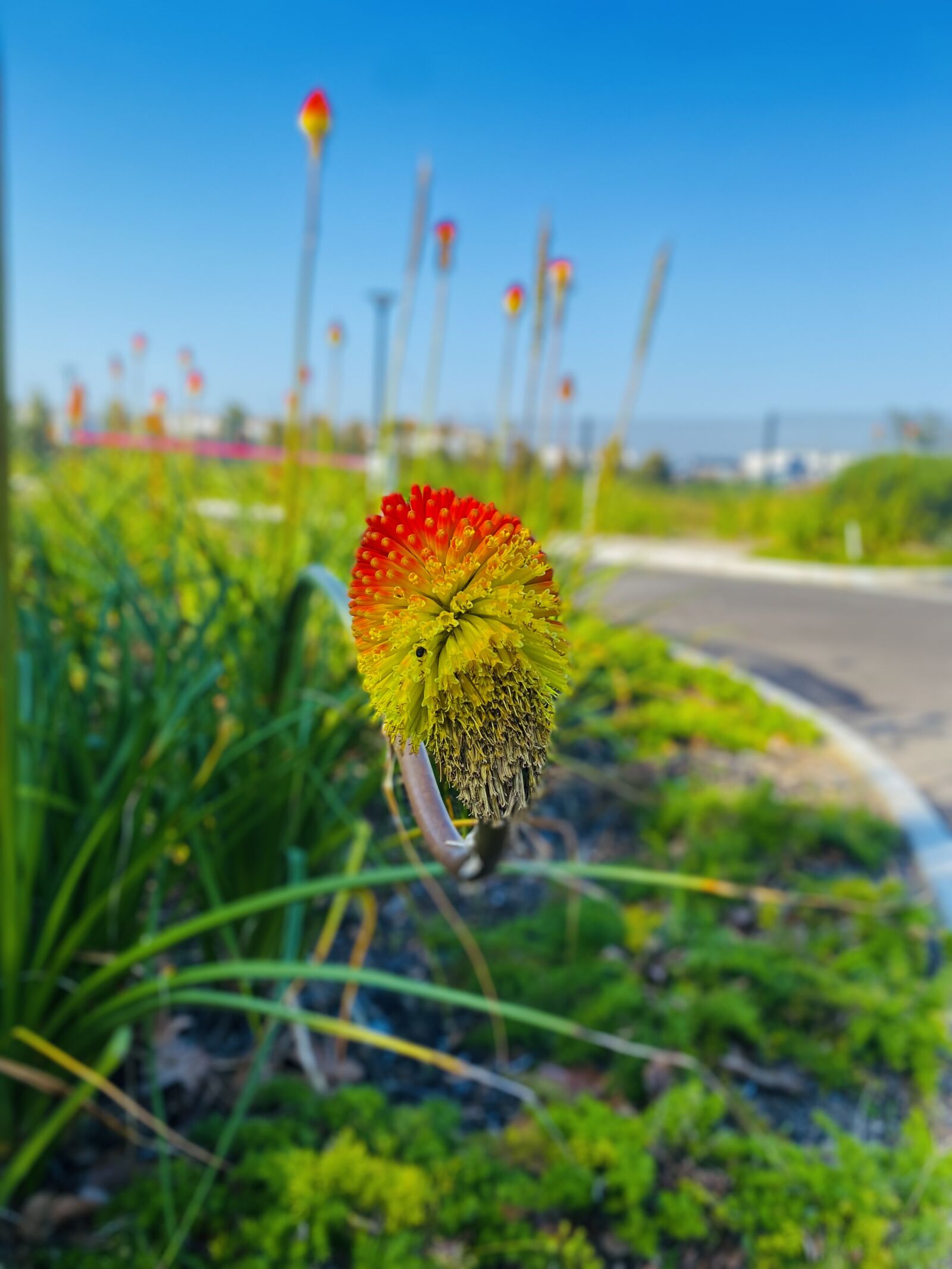 Apple iPhone 11 sample photo. The best photography