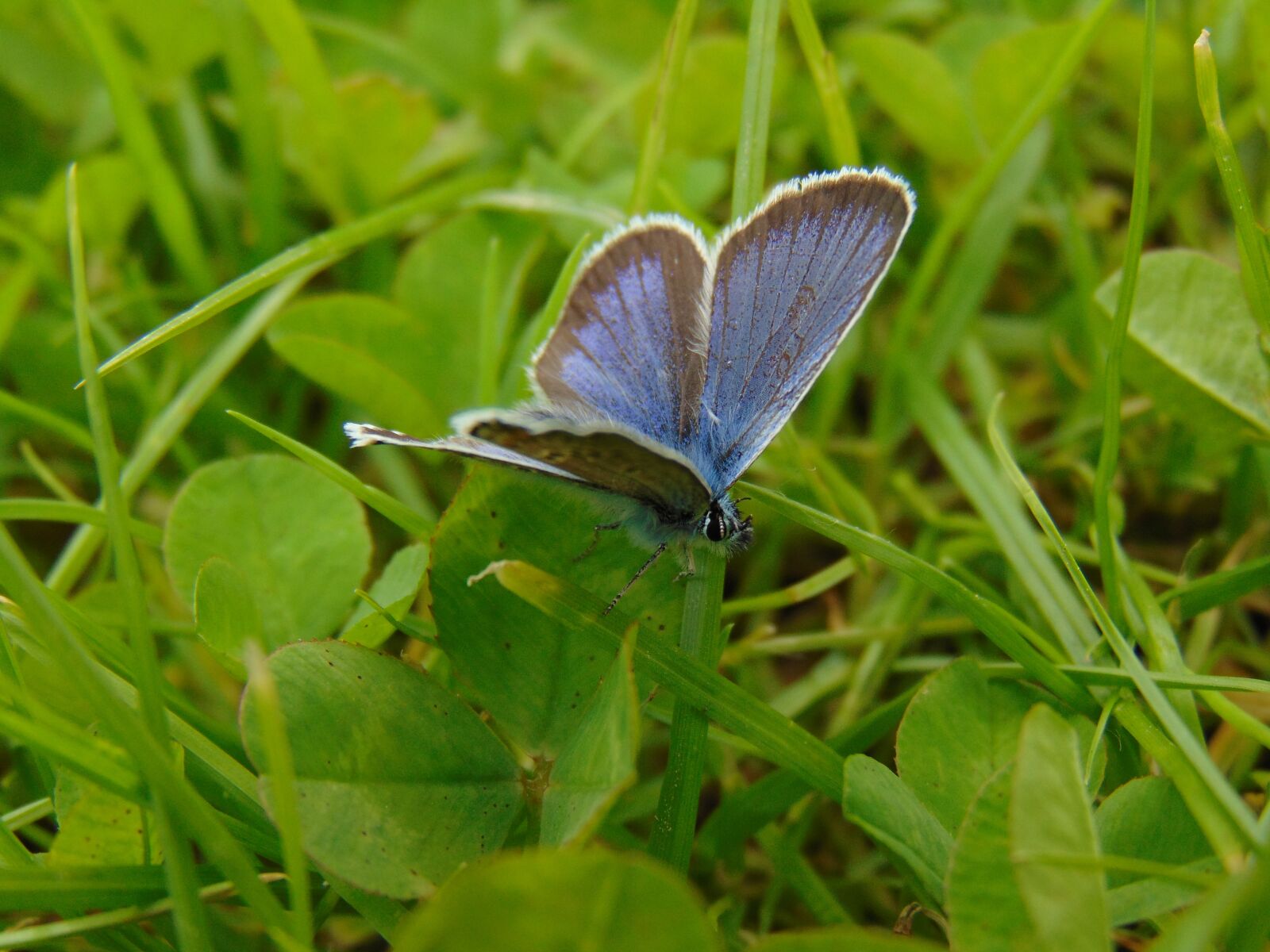 Sony Cyber-shot DSC-H300 sample photo. Butterfly, nature, insect photography