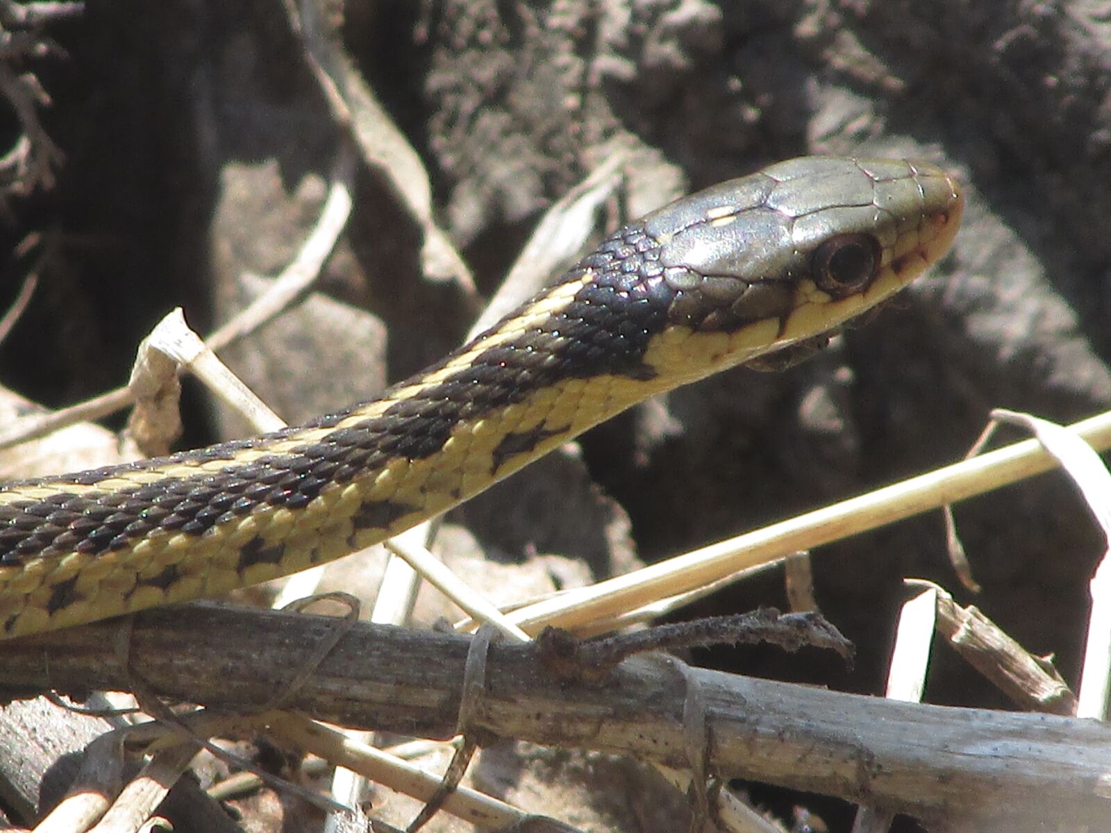 Canon PowerShot SX400 IS sample photo. Snake, animal, reptile photography