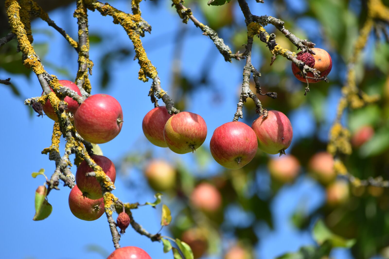 Nikon D5500 sample photo. Apples, fruits, tree photography