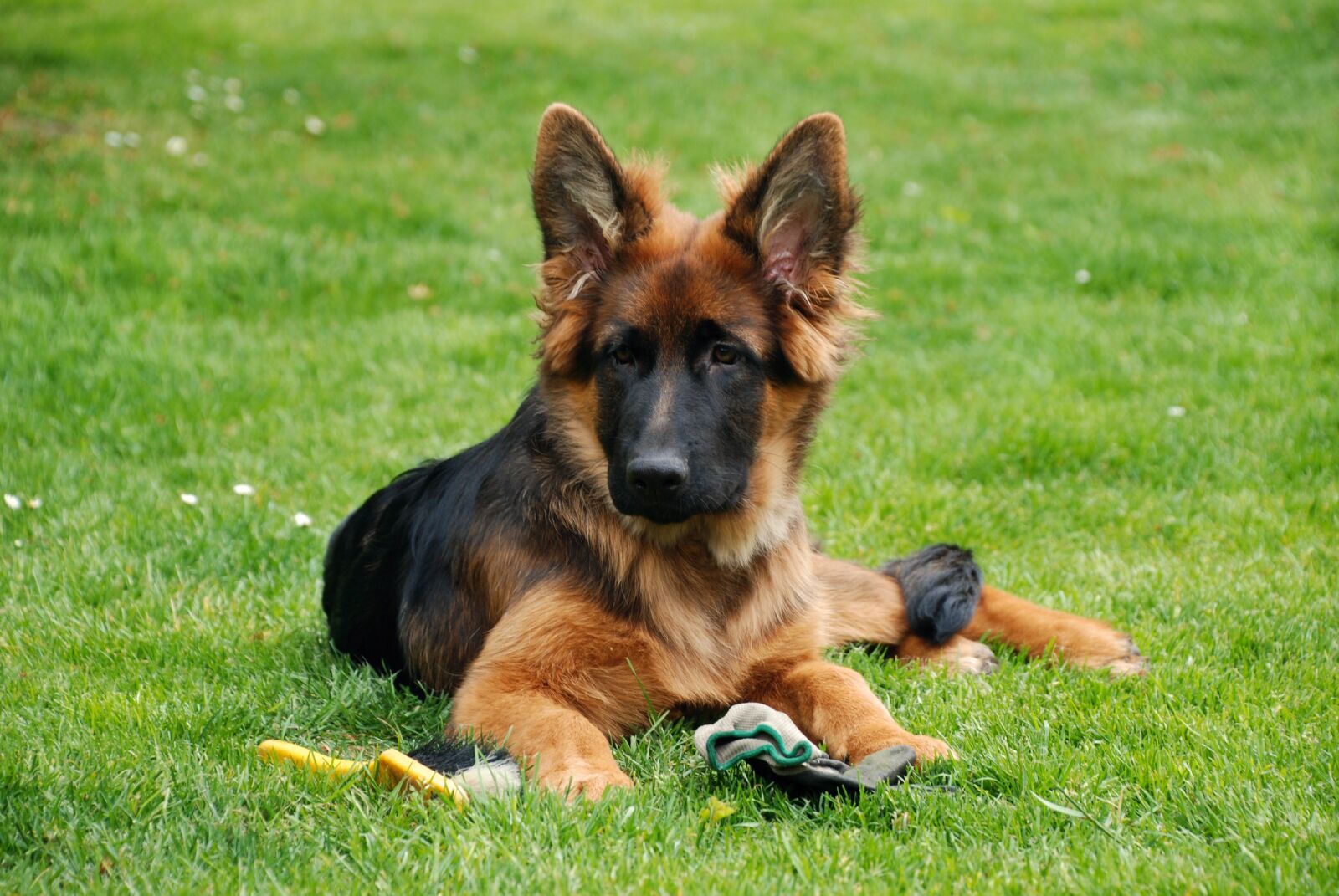 Nikon D80 sample photo. Dog, sch fer dog photography