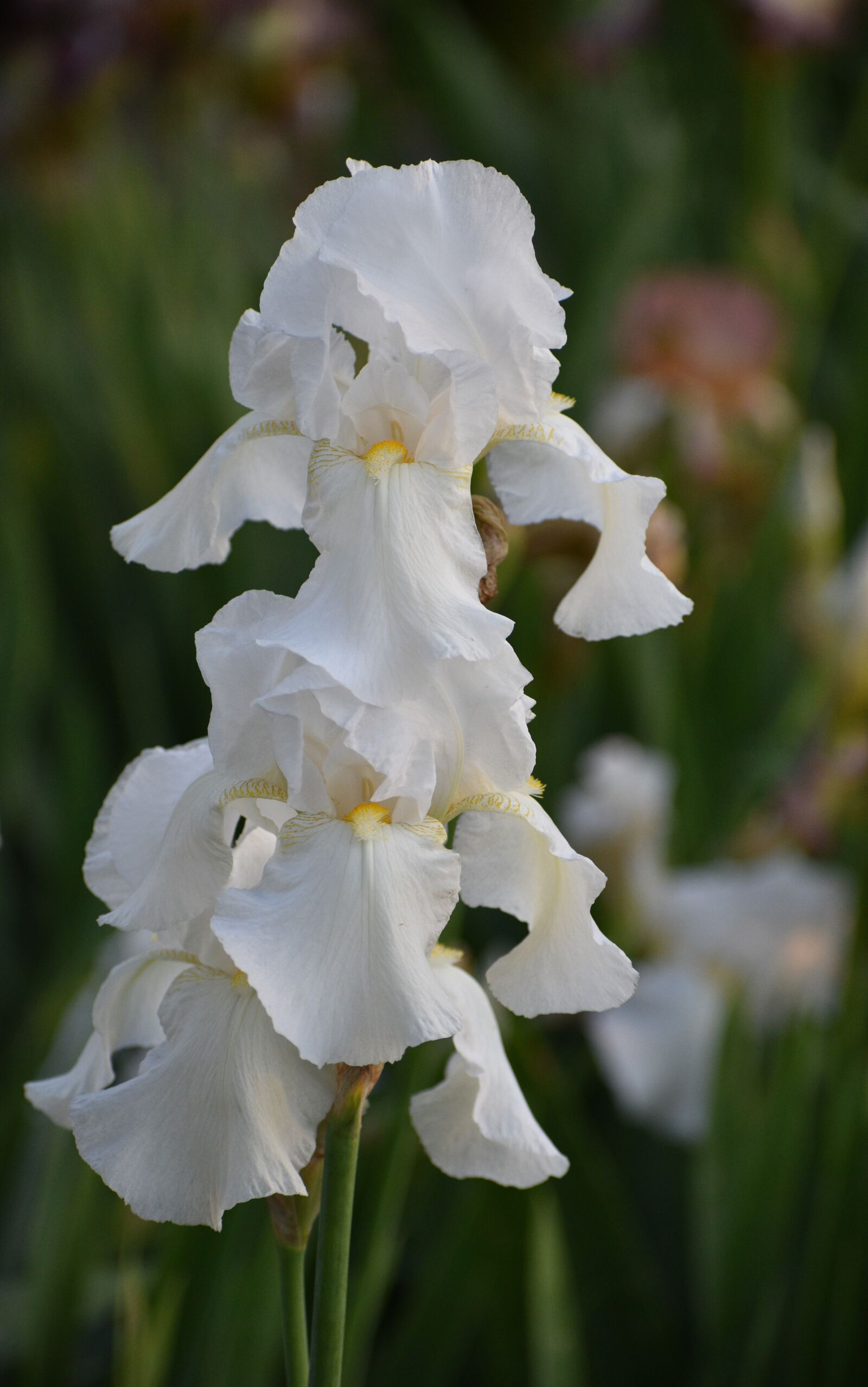 Nikon D5600 sample photo. Iris, white, flower photography