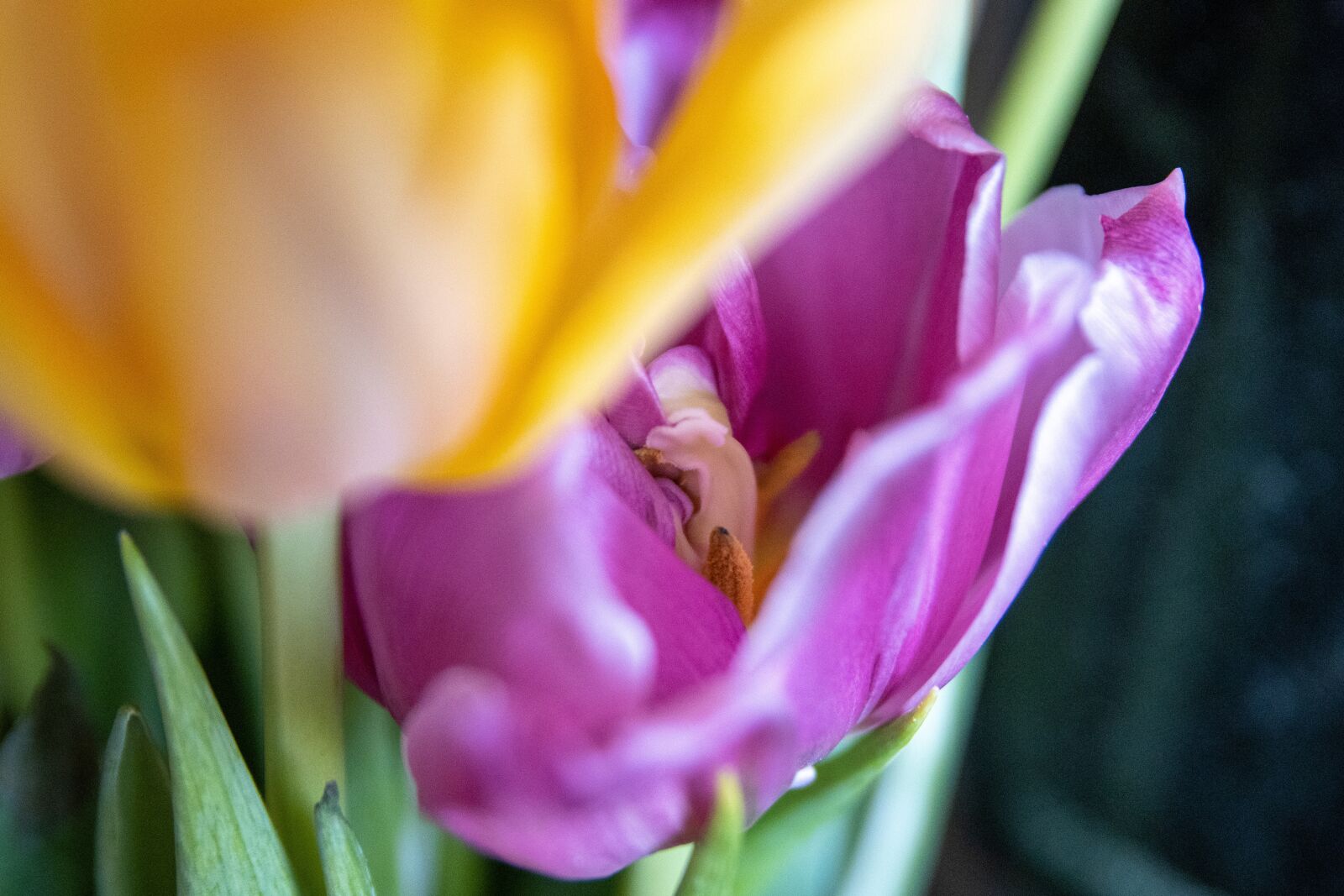 Canon EOS 90D sample photo. Tulpenbluete, tulip, flower photography