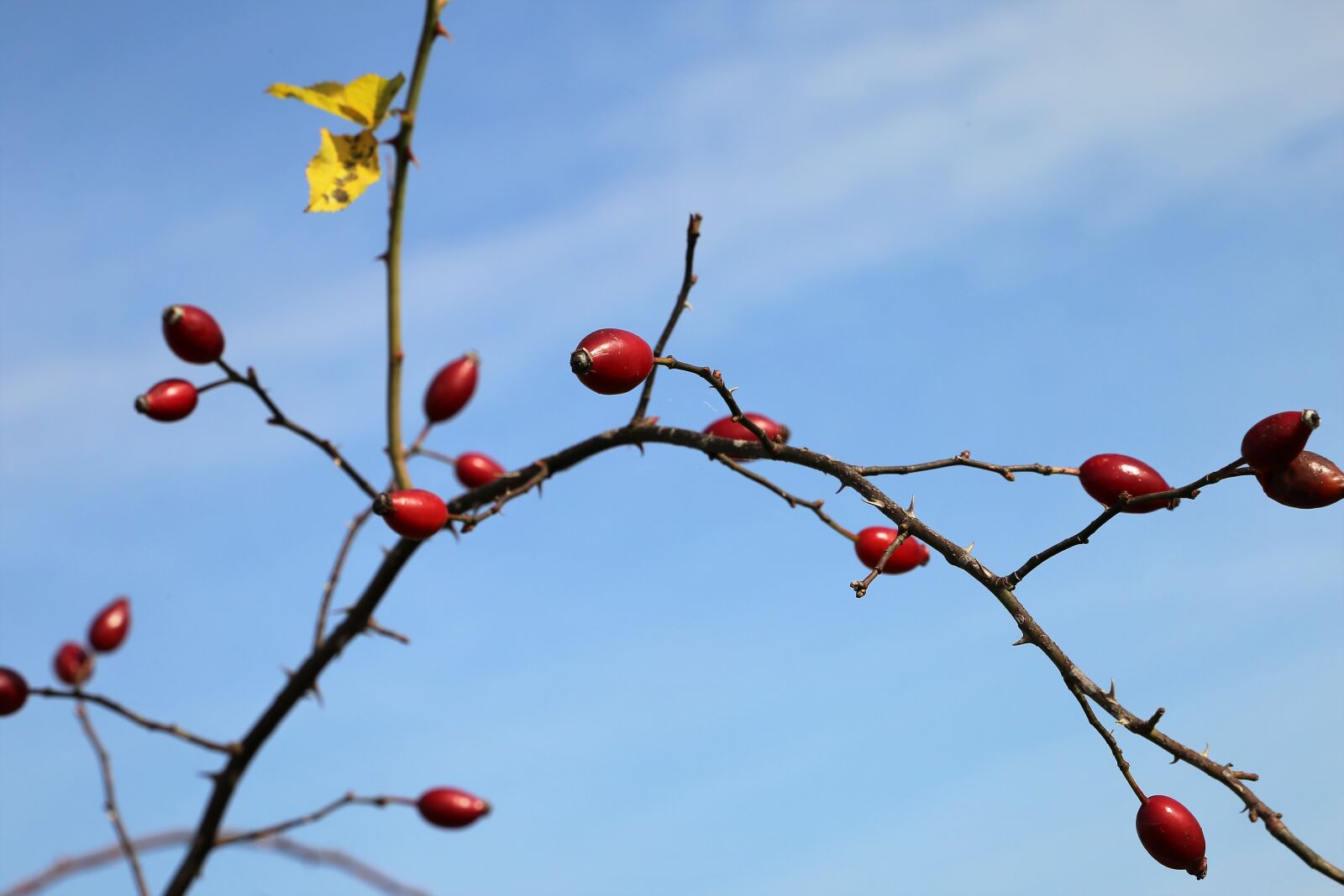Canon EF 24-105mm F3.5-5.6 IS STM sample photo. Dog rose, rose hip photography