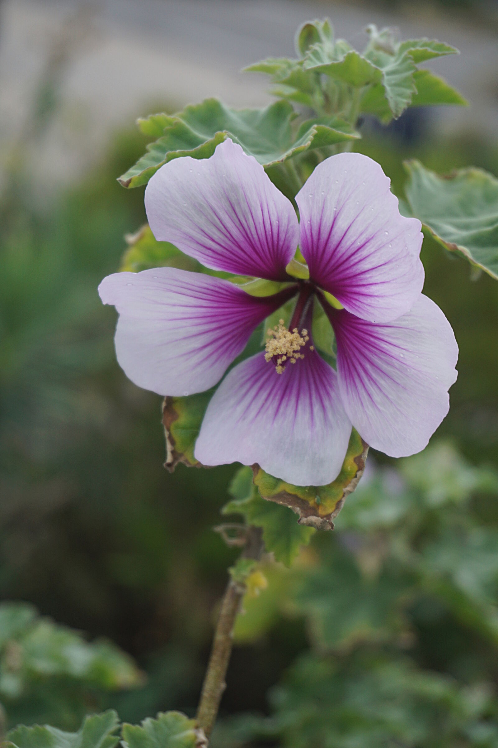 Sony a6000 sample photo. Botanique, fleur, flore, ibiscus photography
