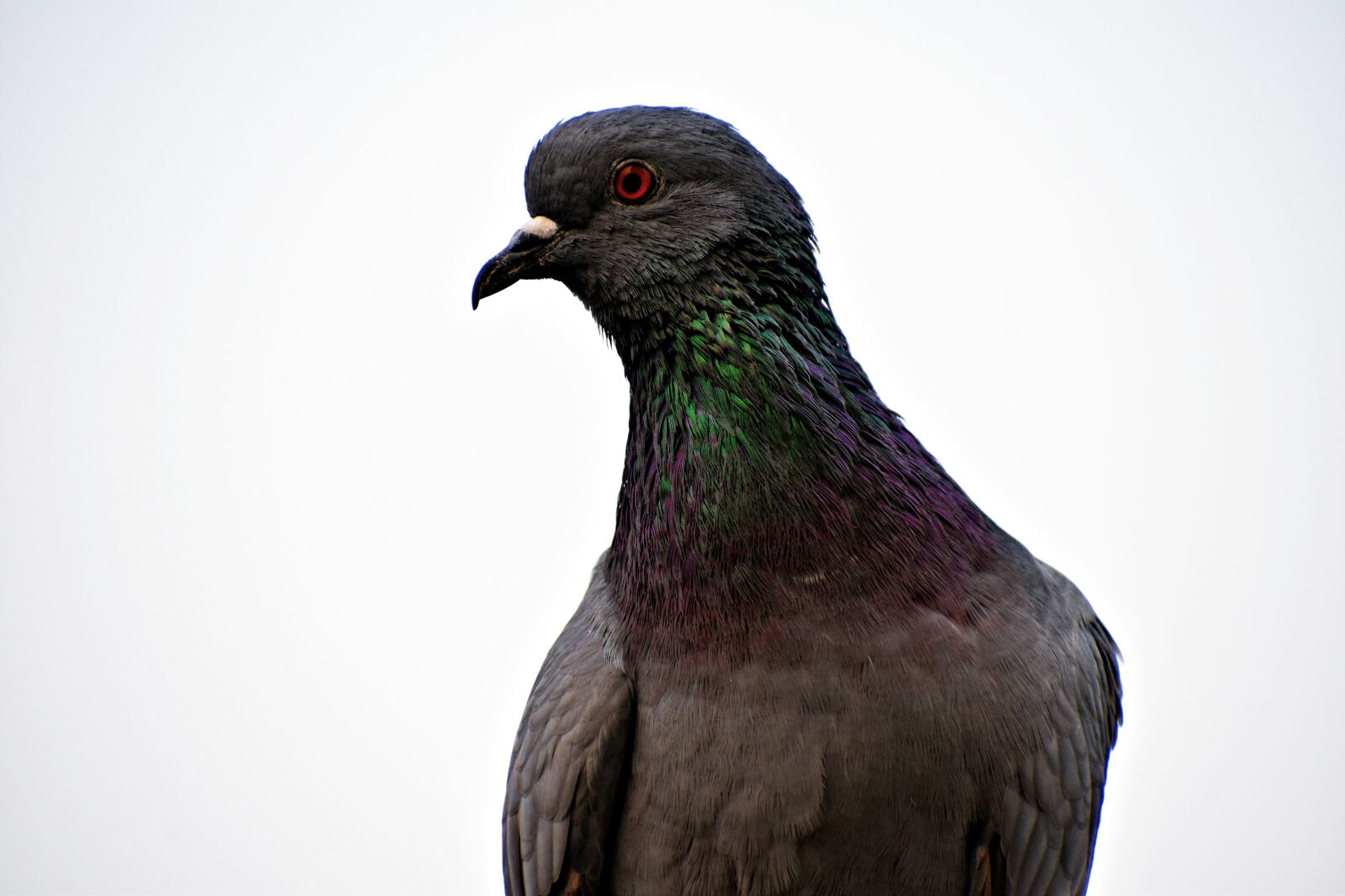 Nikon D5600 sample photo. Feral pigeon, eye, orange photography