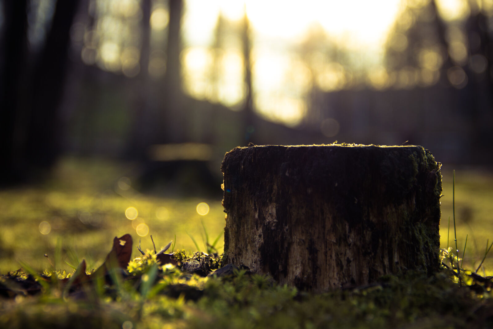Canon EOS 600D (Rebel EOS T3i / EOS Kiss X5) sample photo. Rain, sun, tree, trunk photography