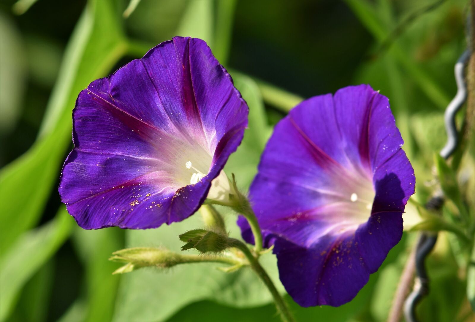 Nikon D7200 sample photo. Superb thread, morning glory photography