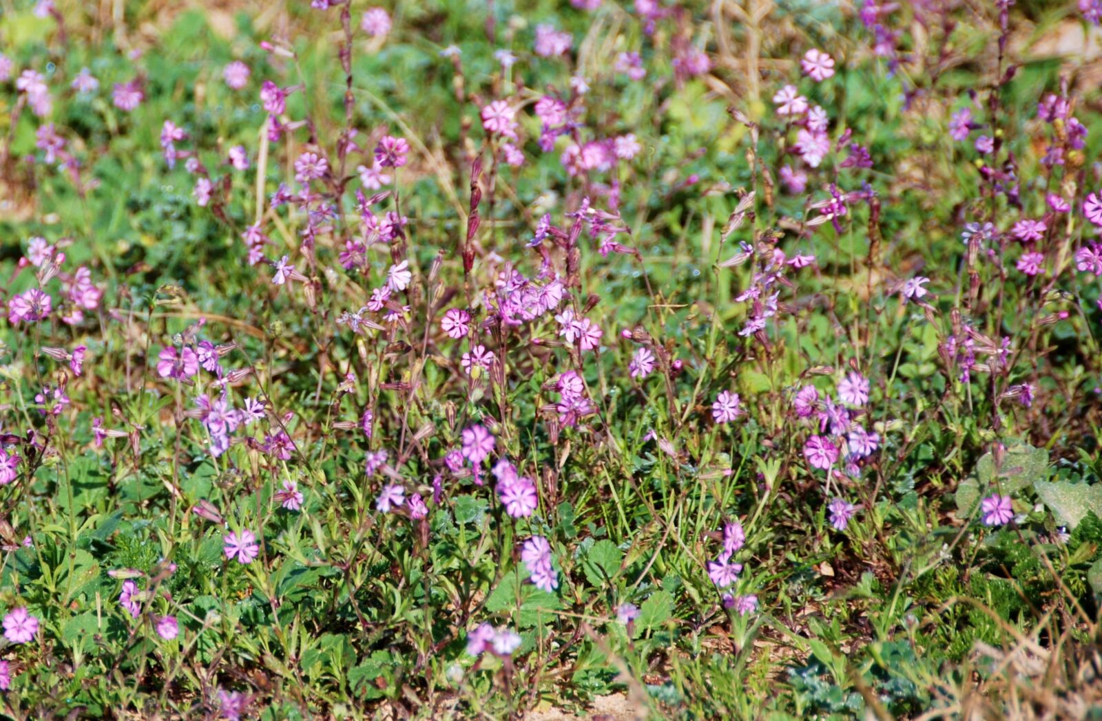 Nikon D80 sample photo. Flowers, flower, garden photography