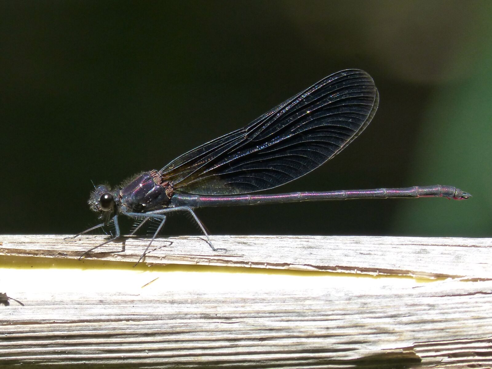 Panasonic DMC-FZ62 sample photo. Dragonfly, black dragonfly, calopteryx photography