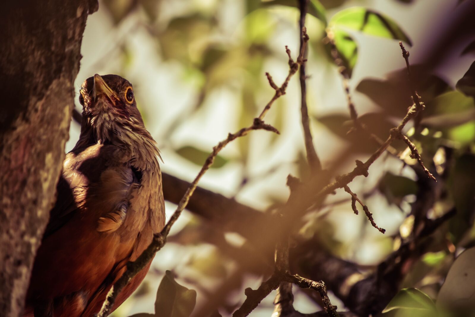 Nikon D5500 sample photo. Bird, green, animal photography