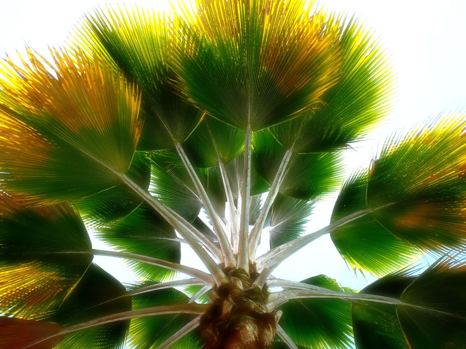 Sony DSC-W35 sample photo. Tree, palm, colombian photography