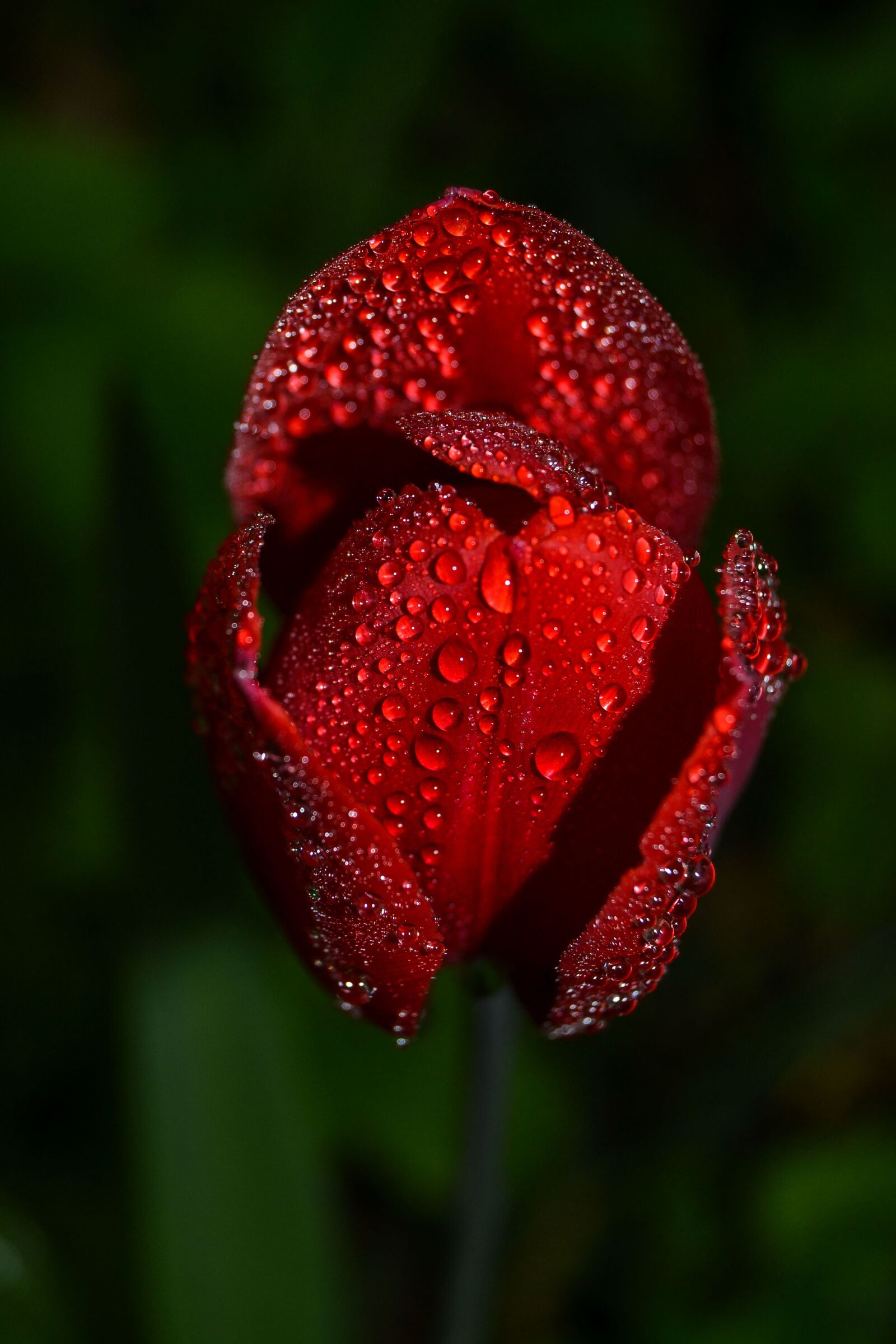 Nikon D3100 sample photo. Flower, nature, garden photography