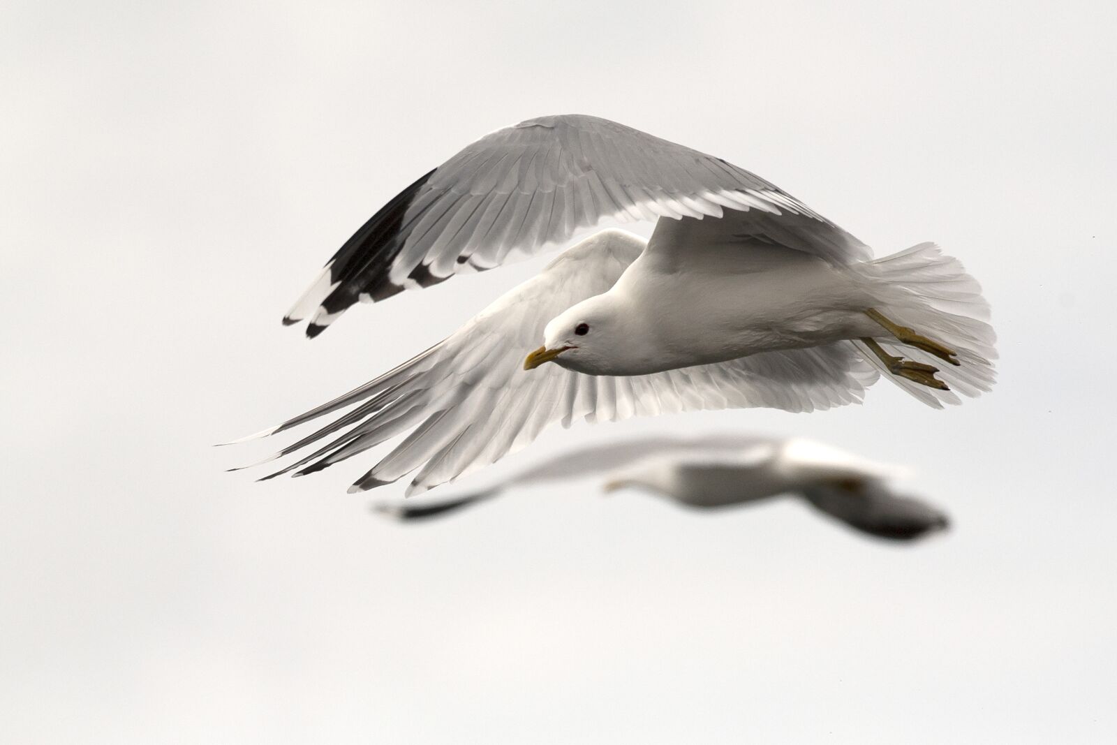 Nikon D700 sample photo. Bird, flying, seagull photography