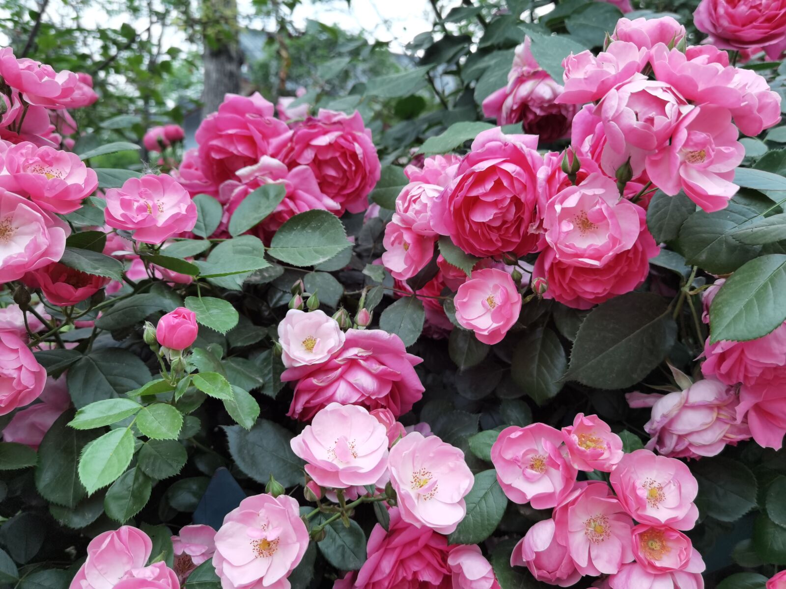 HUAWEI ELS-AN00 sample photo. Roses, rose, flower photography