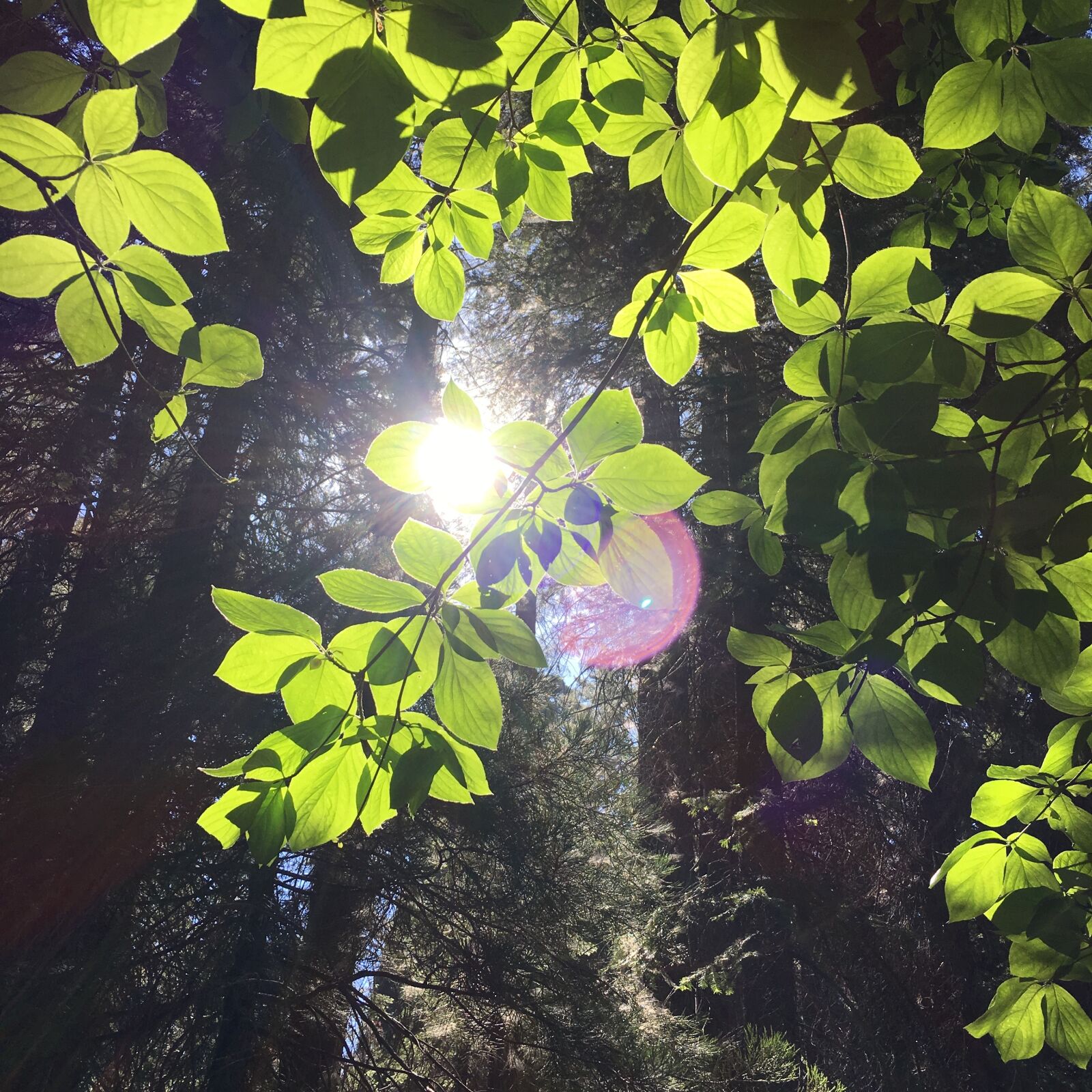 iPhone 6s Plus back camera 4.15mm f/2.2 sample photo. California, flare, forest, green photography