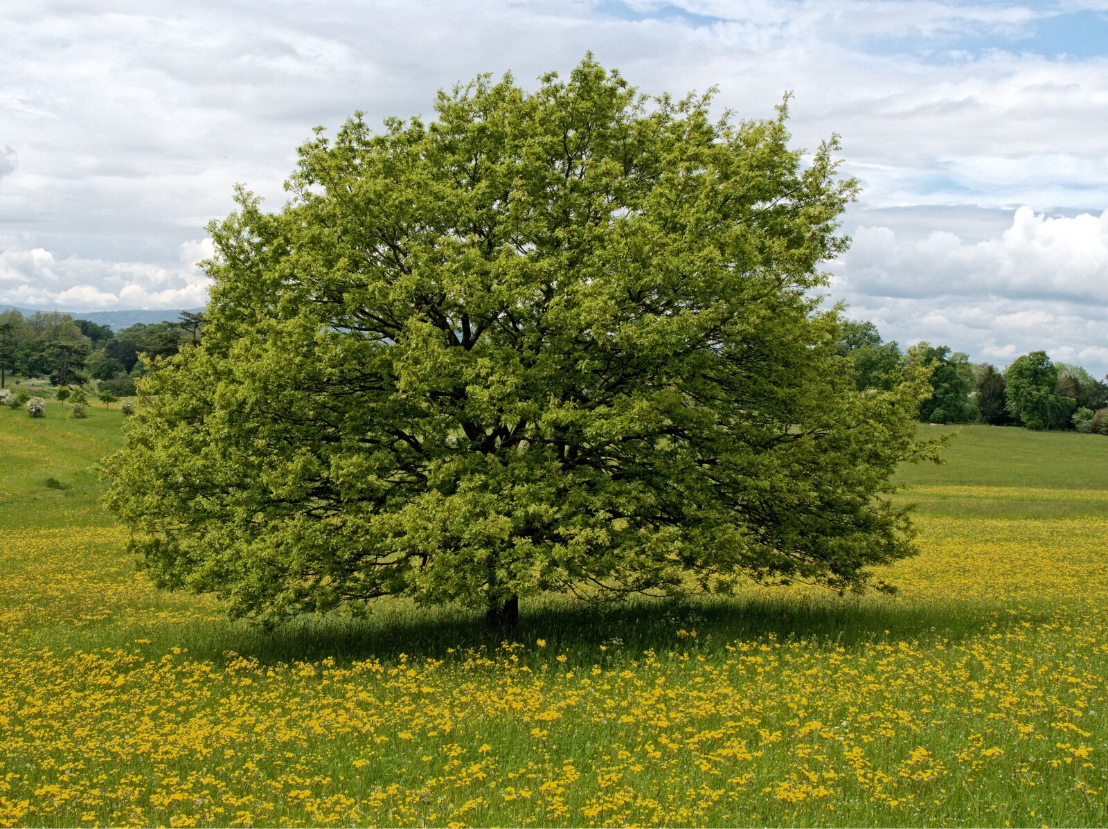Olympus OM-D E-M5 sample photo. Tree, flower, pasture photography
