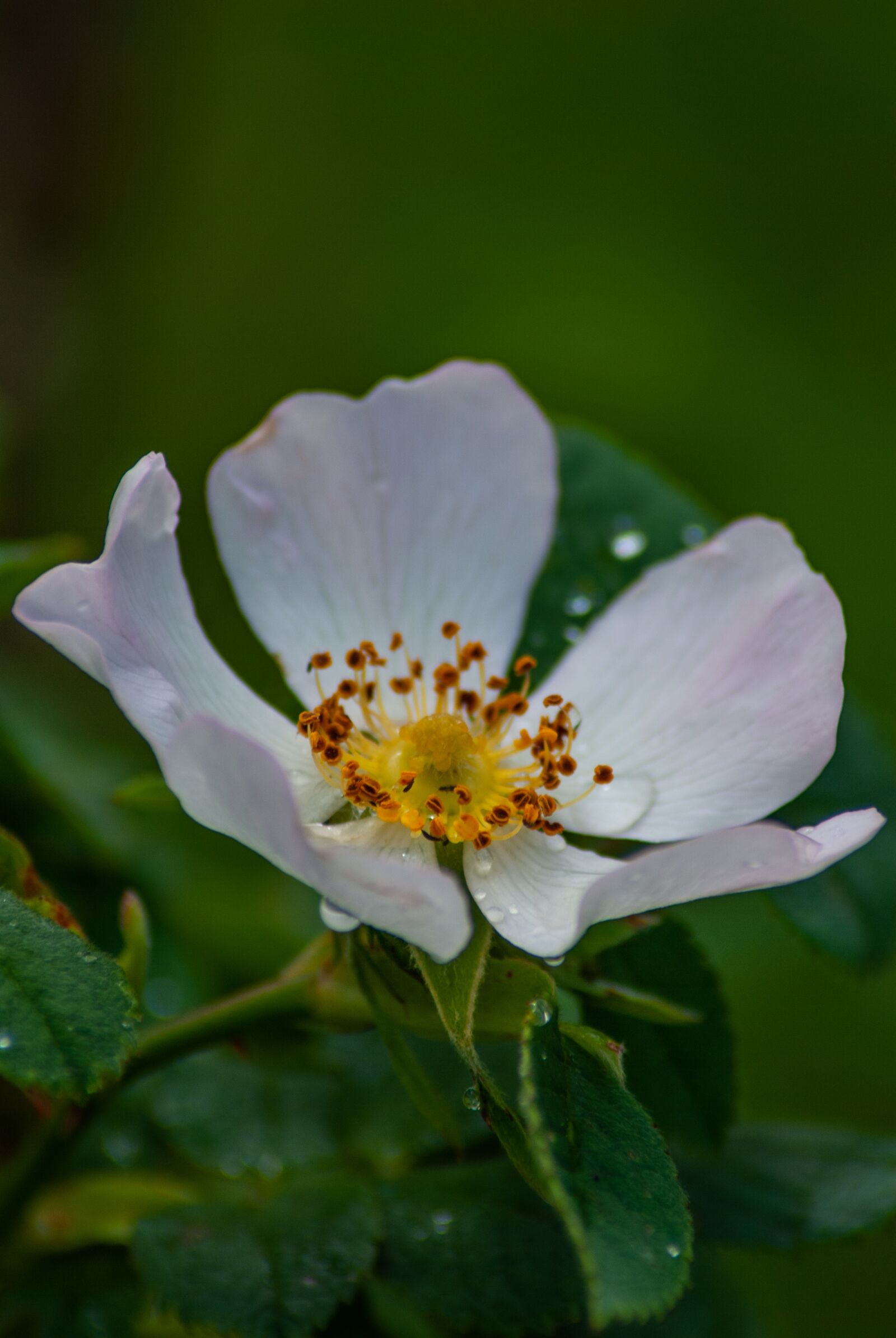 Nikon D60 sample photo. Flower, plant, dewdrop photography