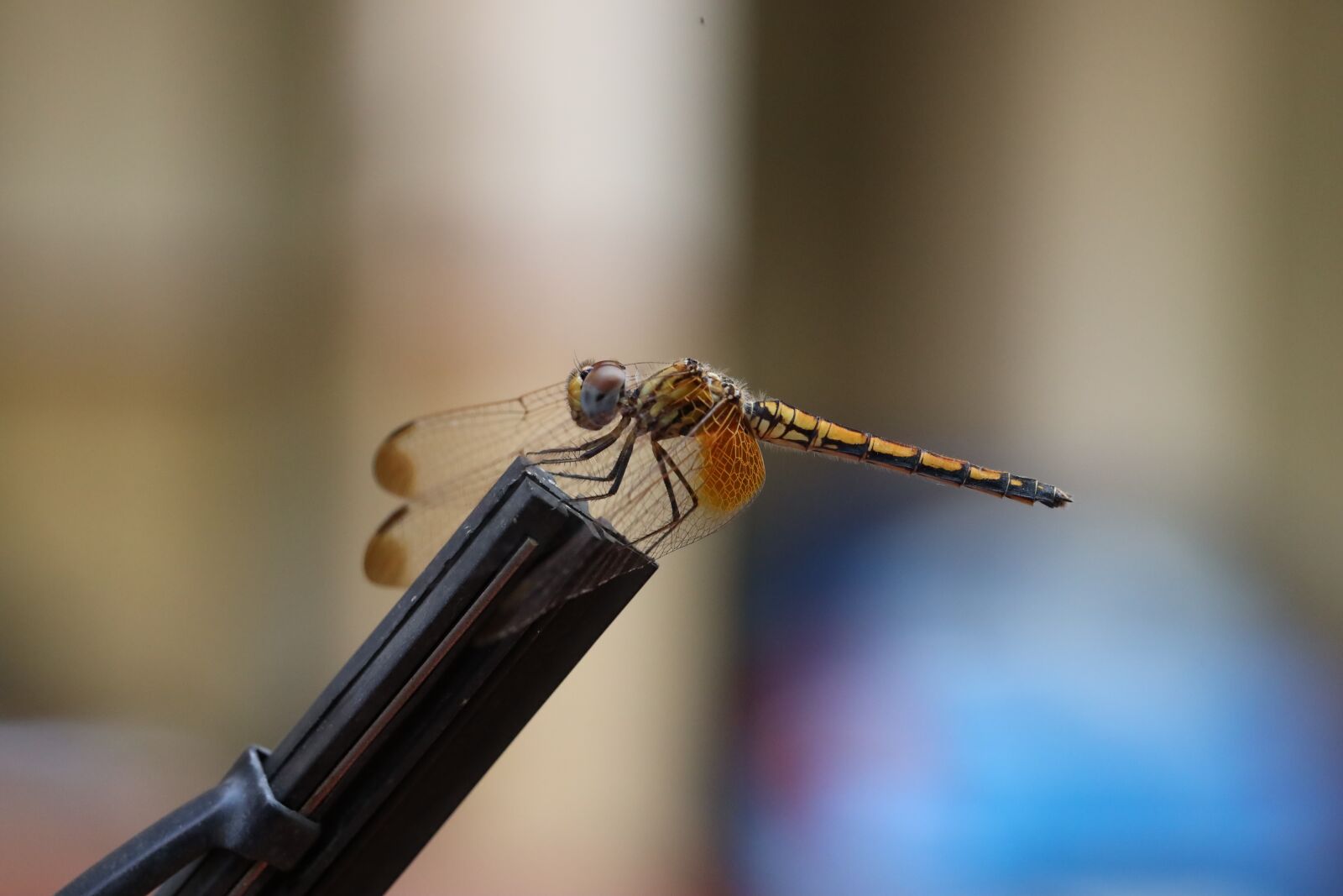 Canon EF 100mm F2.8L Macro IS USM sample photo. Dragon fly, insect, dragonfly photography