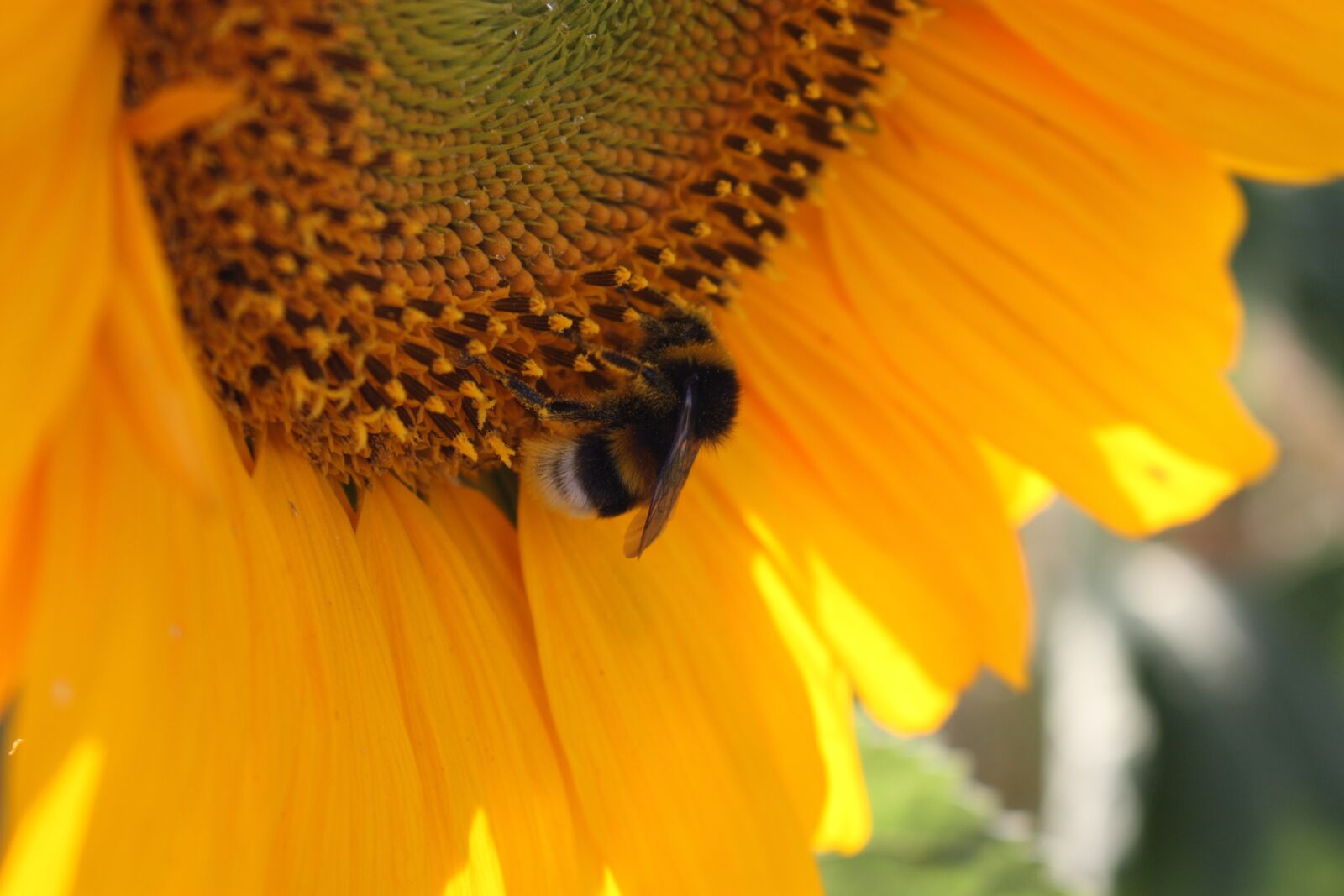 Canon EOS 450D (EOS Rebel XSi / EOS Kiss X2) sample photo. Nature, flower, sunflower photography