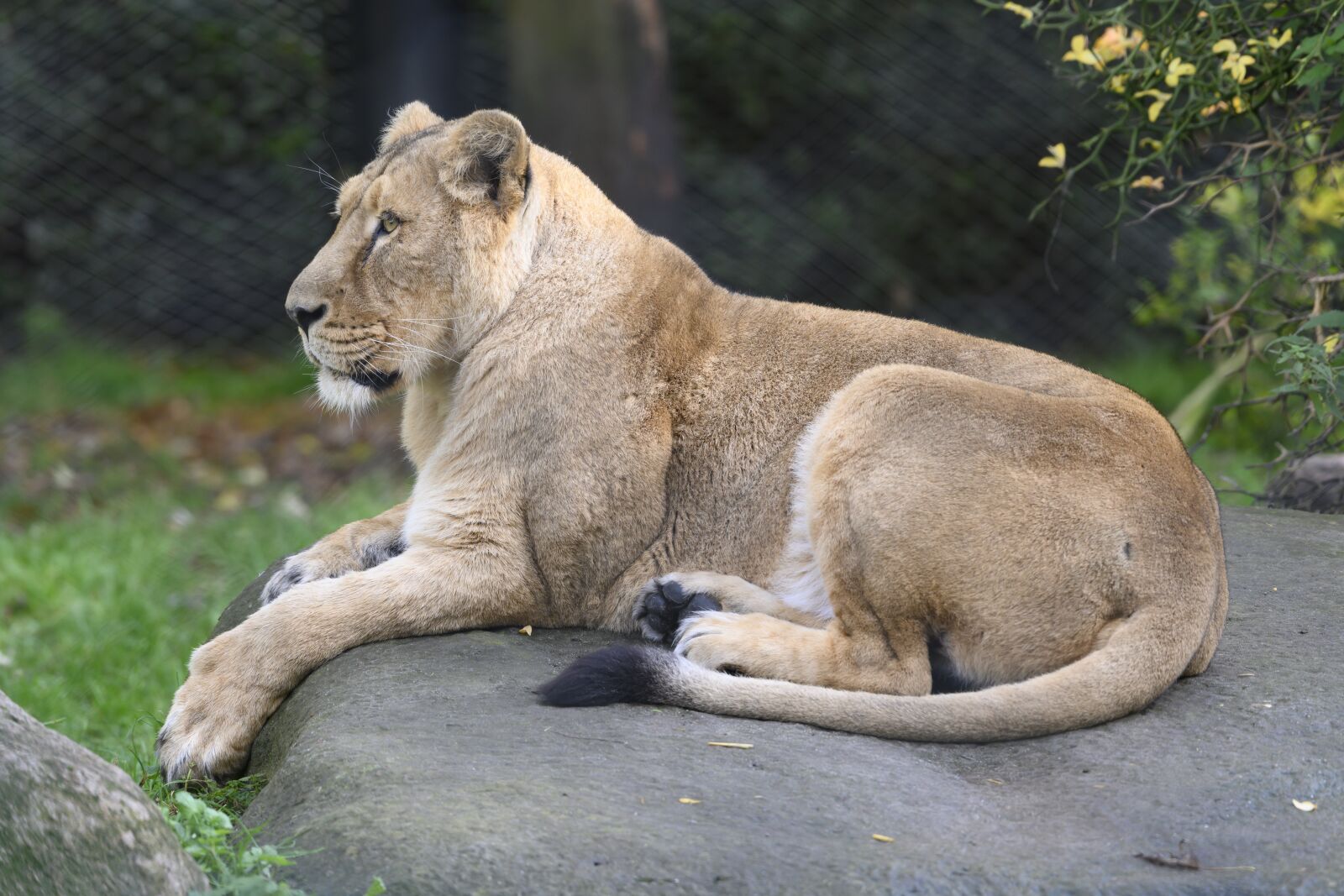 Nikon Z7 sample photo. Lioness, zoo, carnivore photography