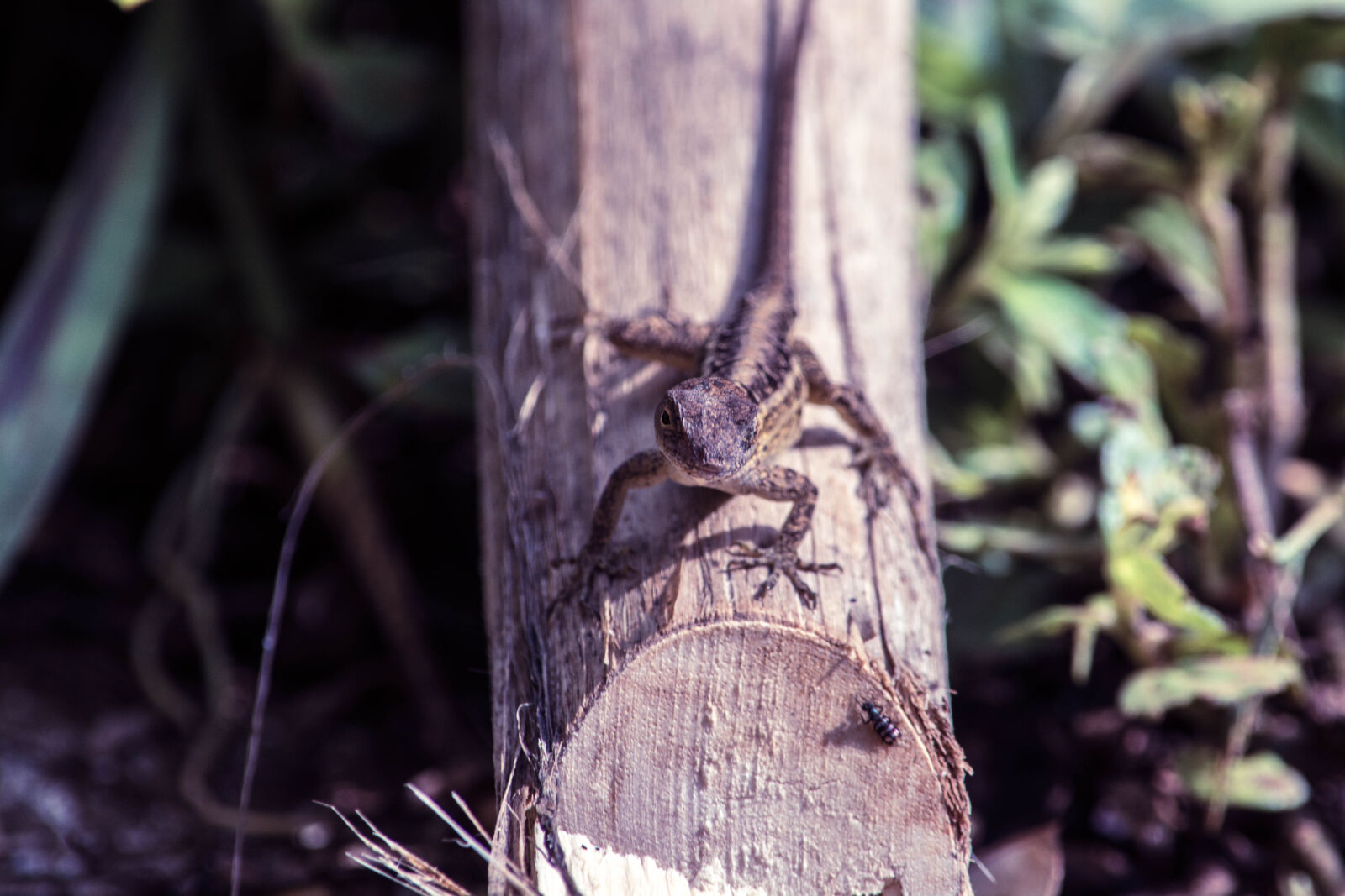 Nikon D5200 sample photo