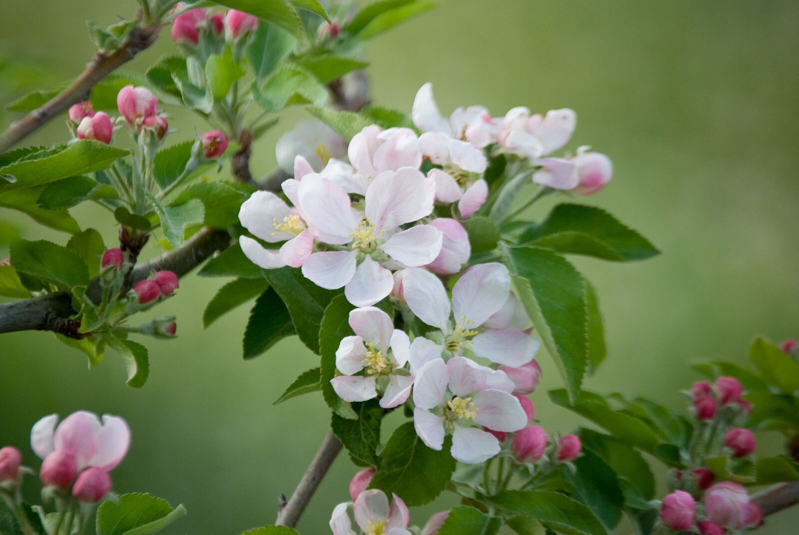 Nikon D60 sample photo. Manzano, flowering, spring photography