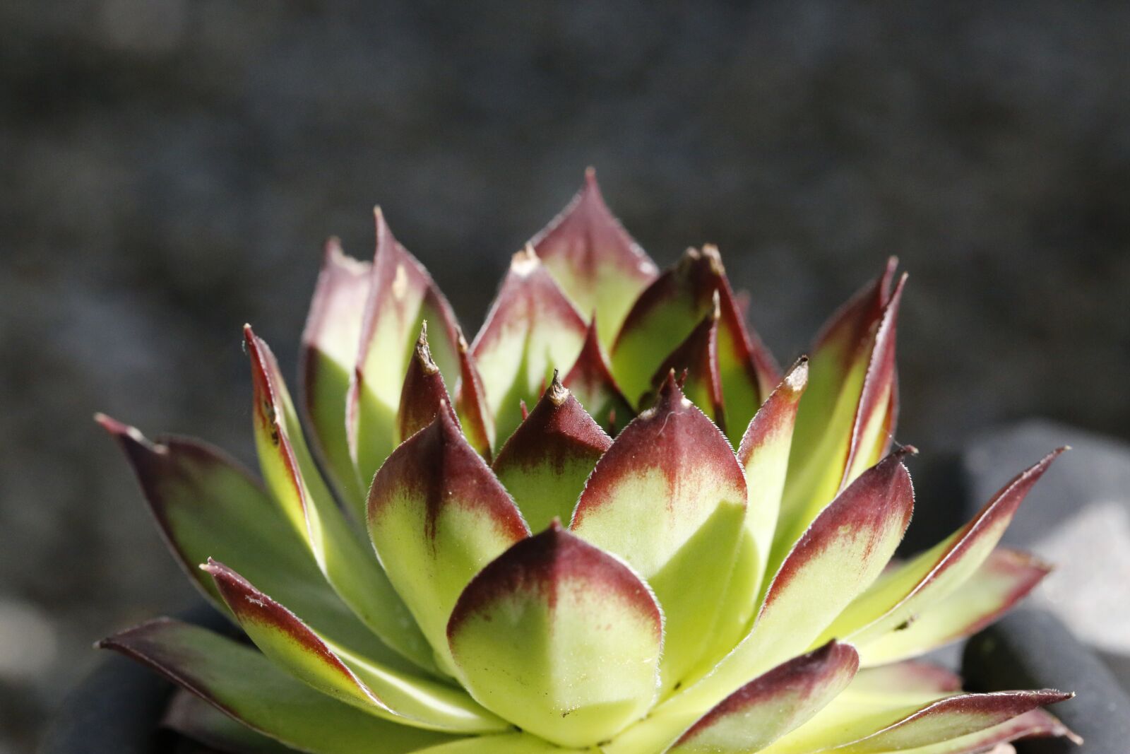 Canon EF 100mm F2.8L Macro IS USM sample photo. Fat hen, plant, nature photography