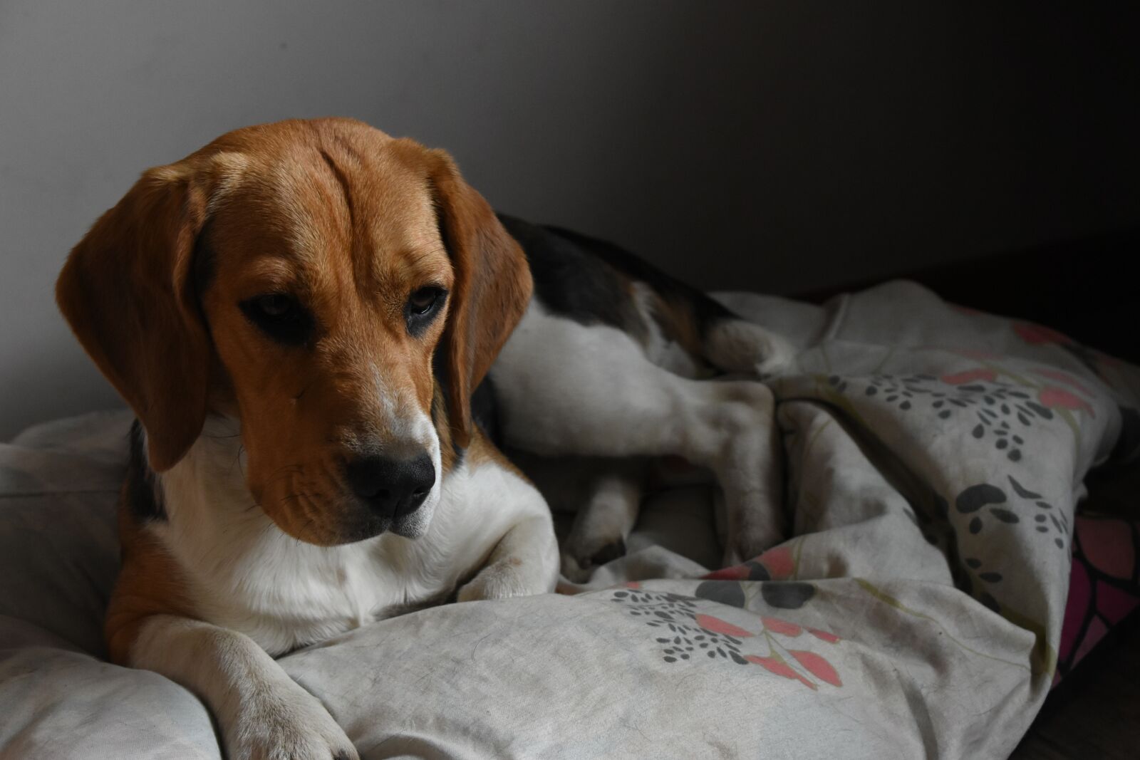 Nikon D5600 sample photo. Beagle, tricolor, dog photography