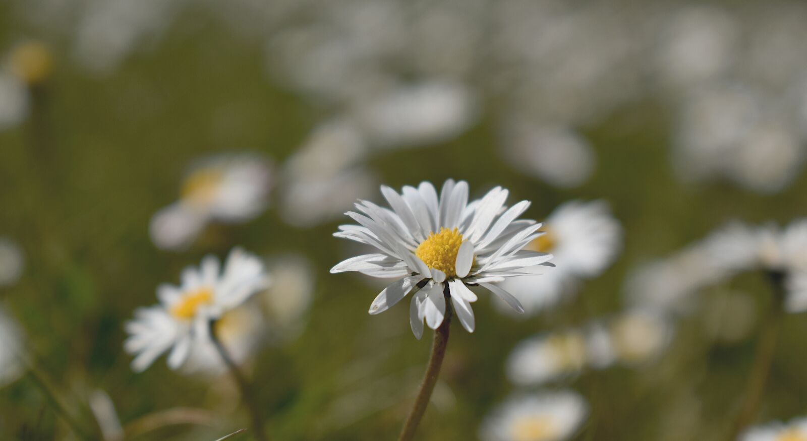 Nikon D5600 sample photo. Daisies, nature, spring photography