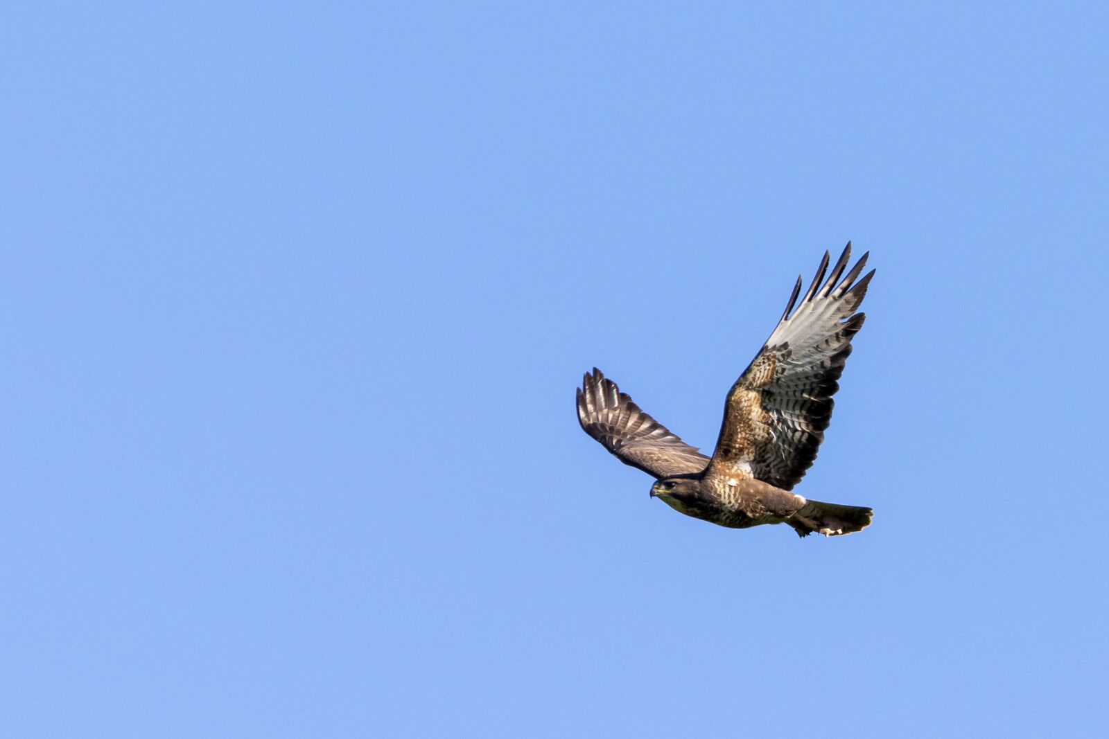 Canon EOS 7D Mark II + Canon EF 100-400mm F4.5-5.6L IS II USM sample photo. Eagle, animal, background photography