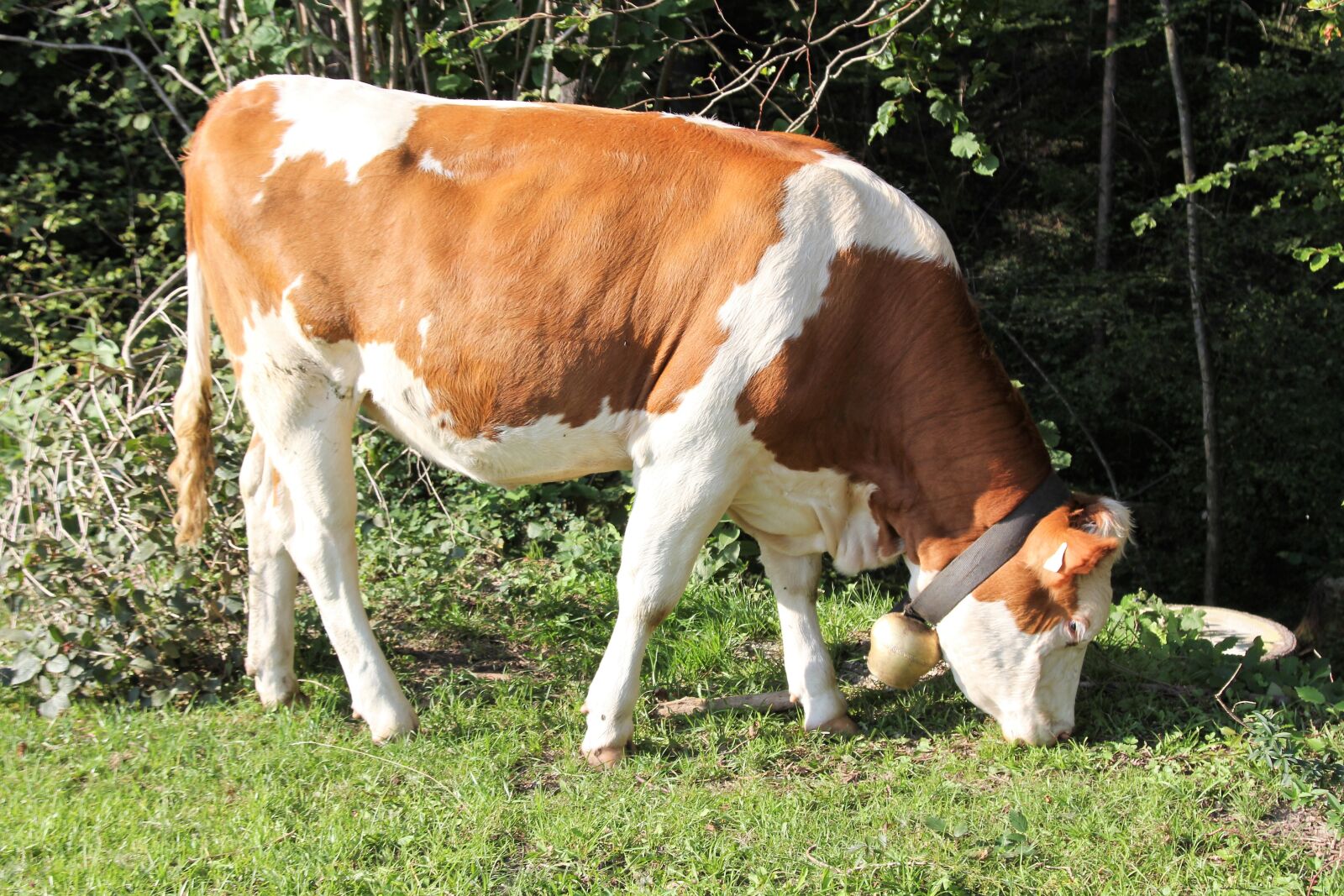Canon EOS 60D sample photo. Cow, cattle, beef photography