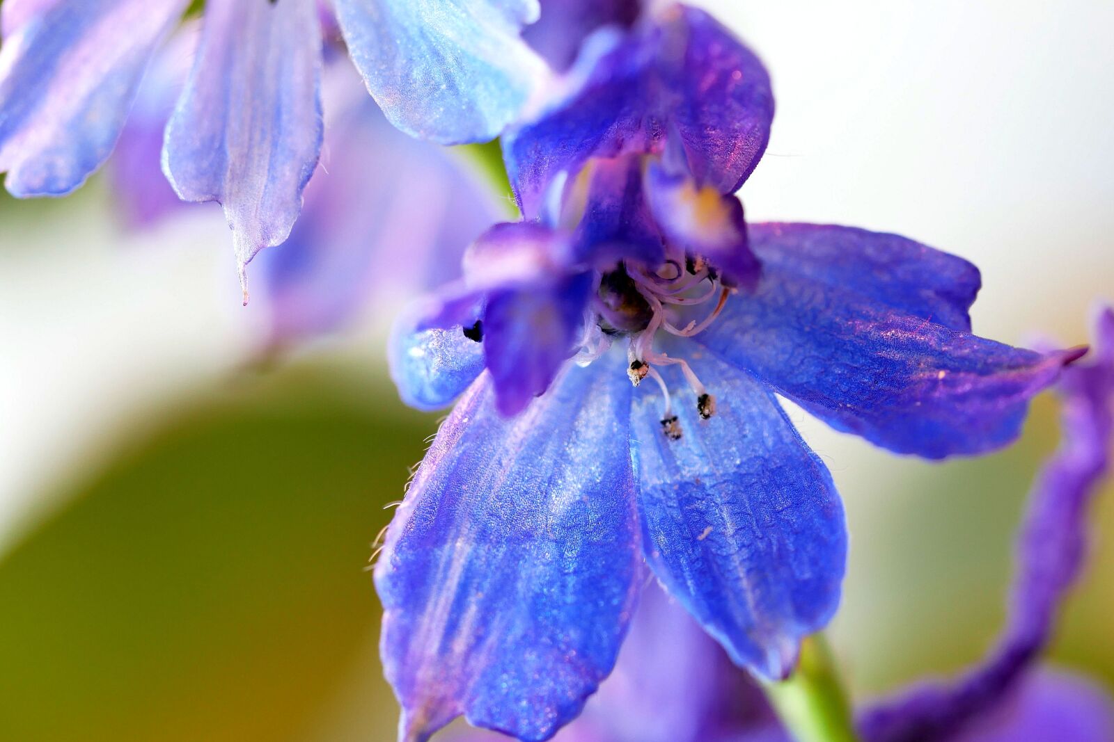 Panasonic Lumix DMC-G85 (Lumix DMC-G80) sample photo. Larkspur, delphinium, flower photography