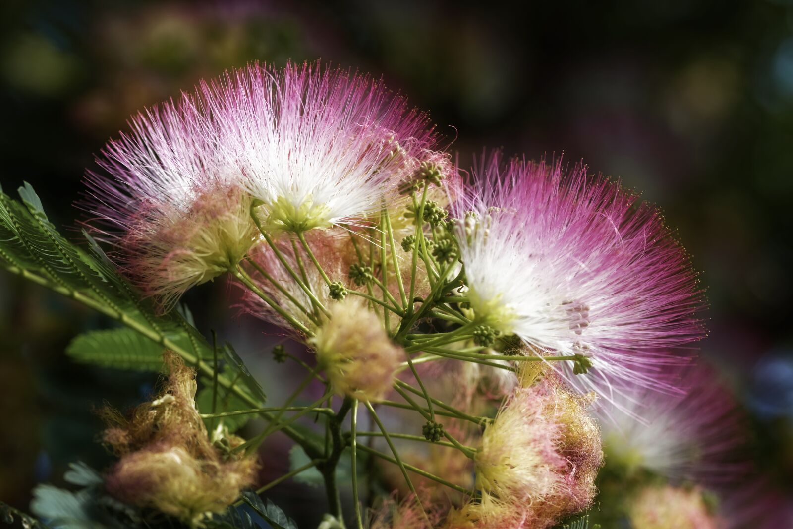 Nikon D5300 sample photo. Flowers, silk, pink photography
