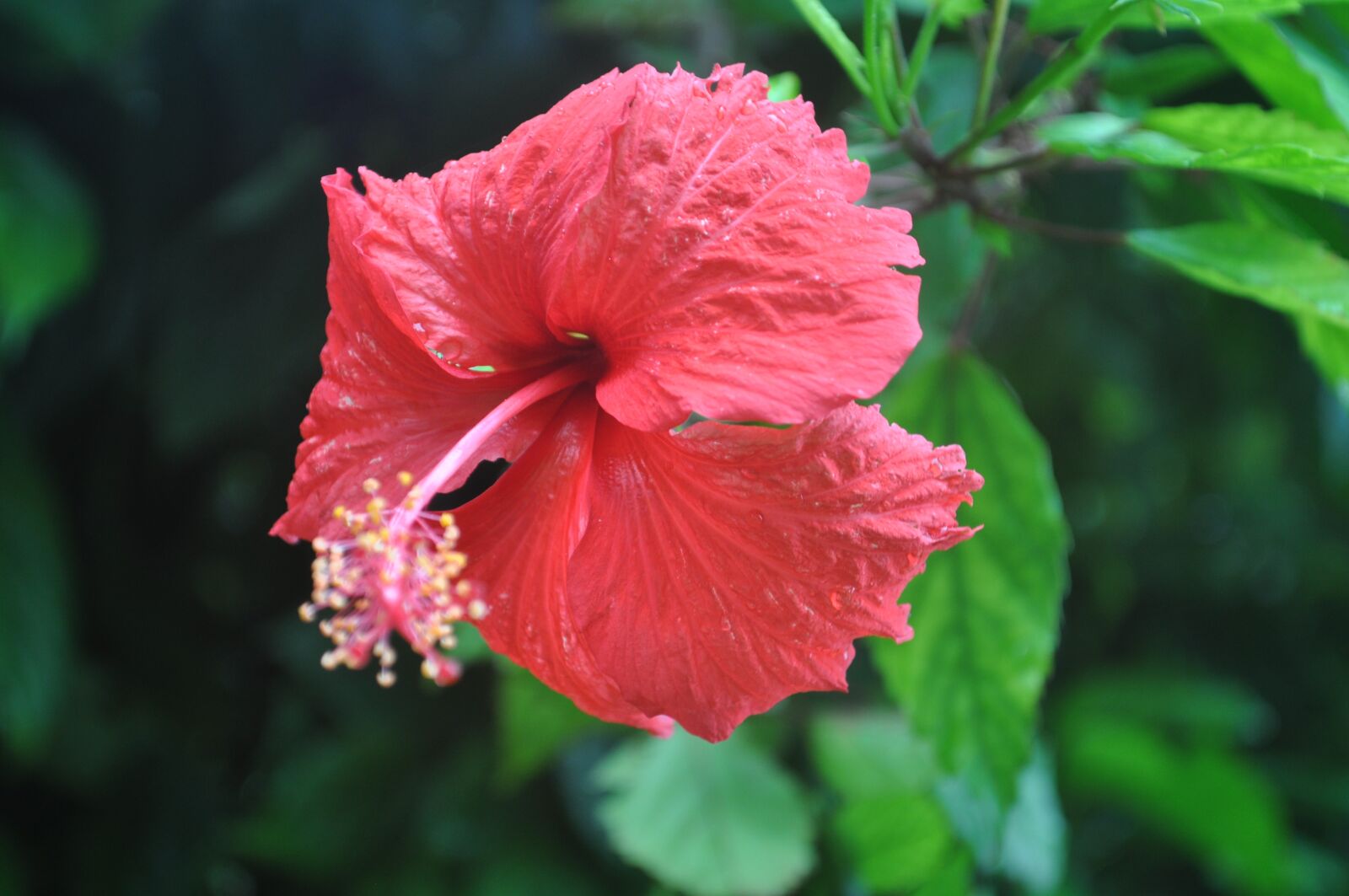Nikon D5000 sample photo. Exotic flowers, exotic garden photography
