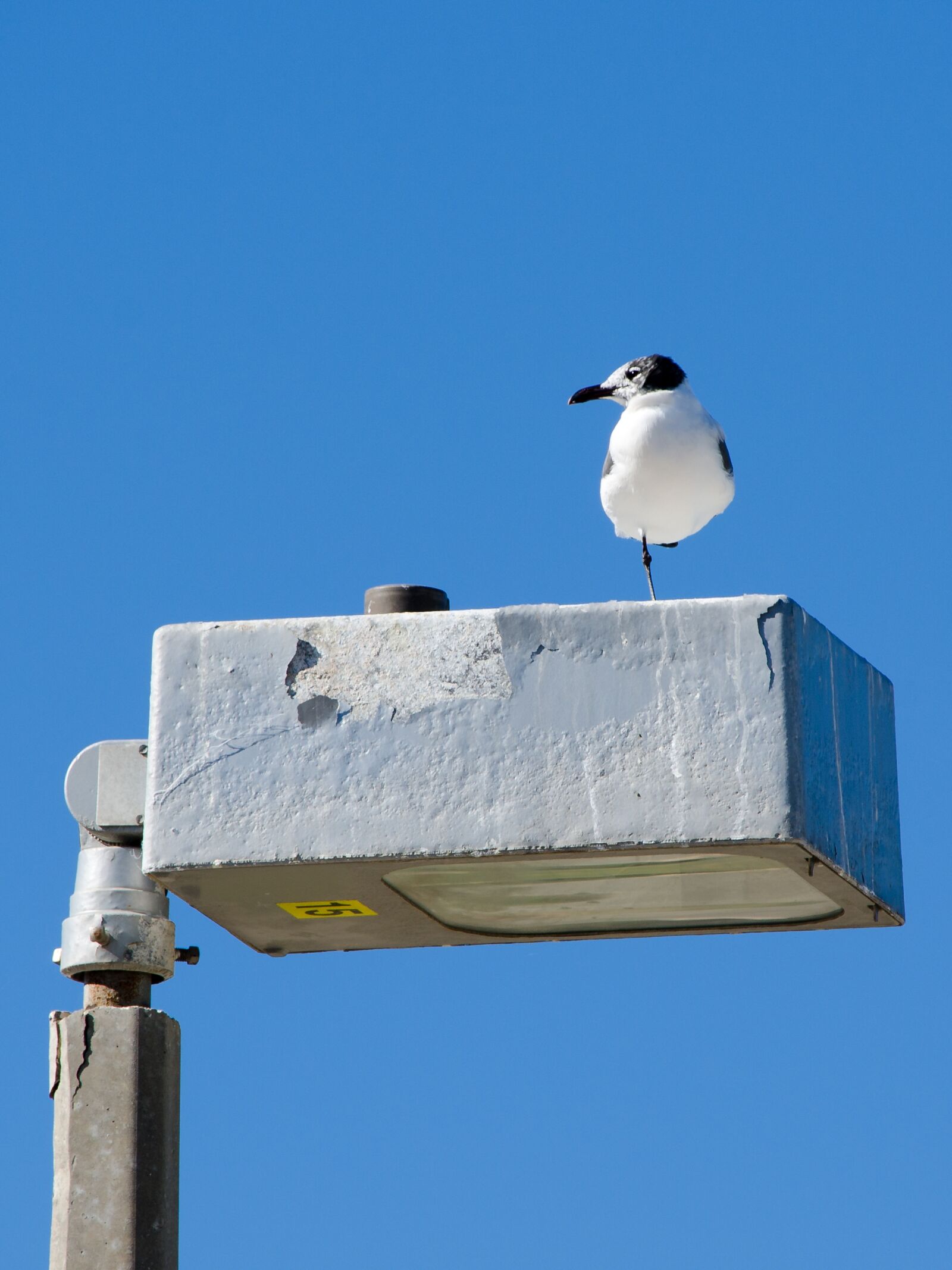Nikon D7000 sample photo. Seagull, lantern, bird photography