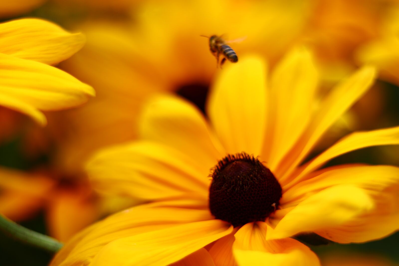 Canon EOS M50 (EOS Kiss M) sample photo. Bee, honey, flower photography