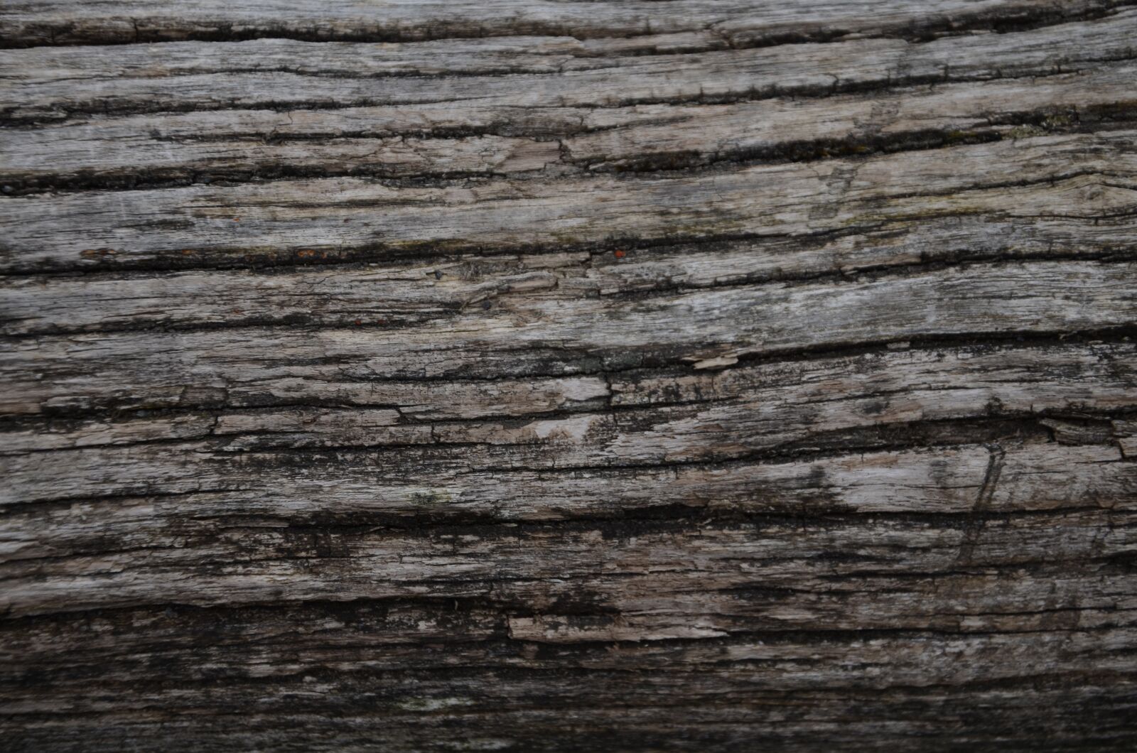 Nikon D5100 sample photo. Canvas, photography, aesthetics photography